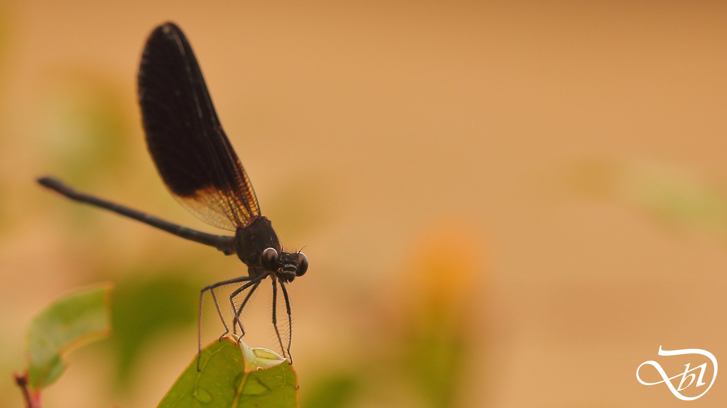 Black Dragonfly