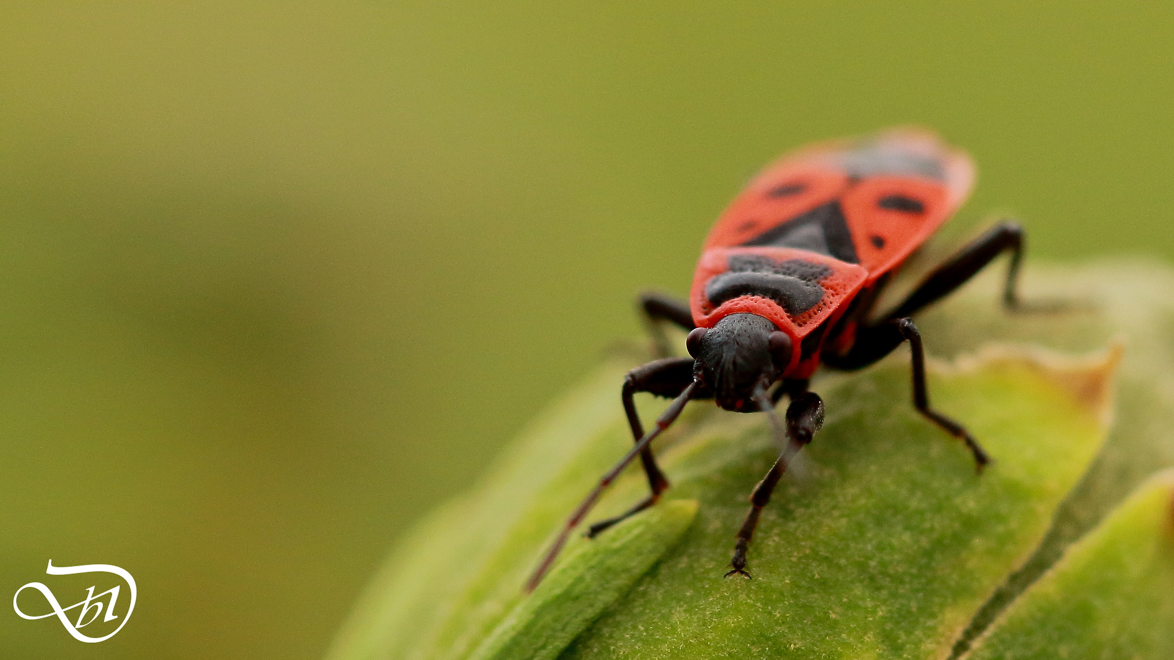 Red-black Bug