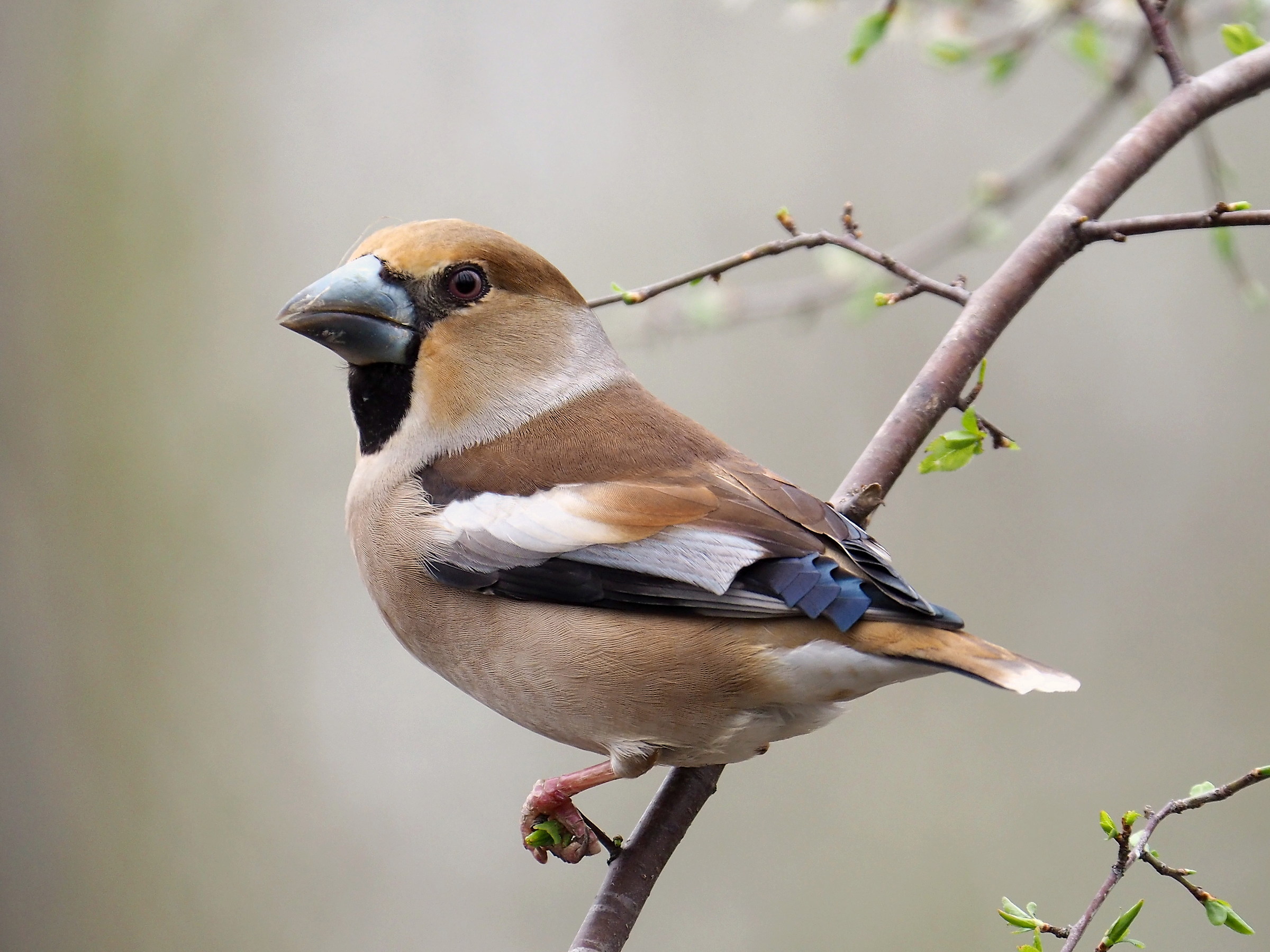 Hawfinch