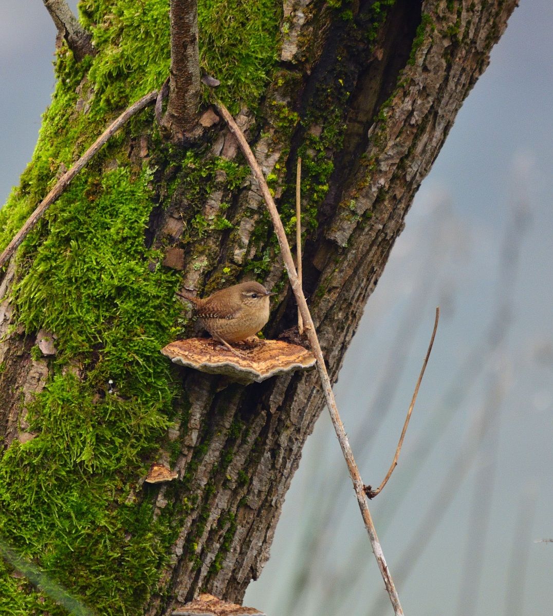 Wren on Mushroom.