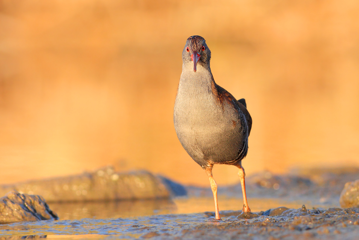 Water Rail