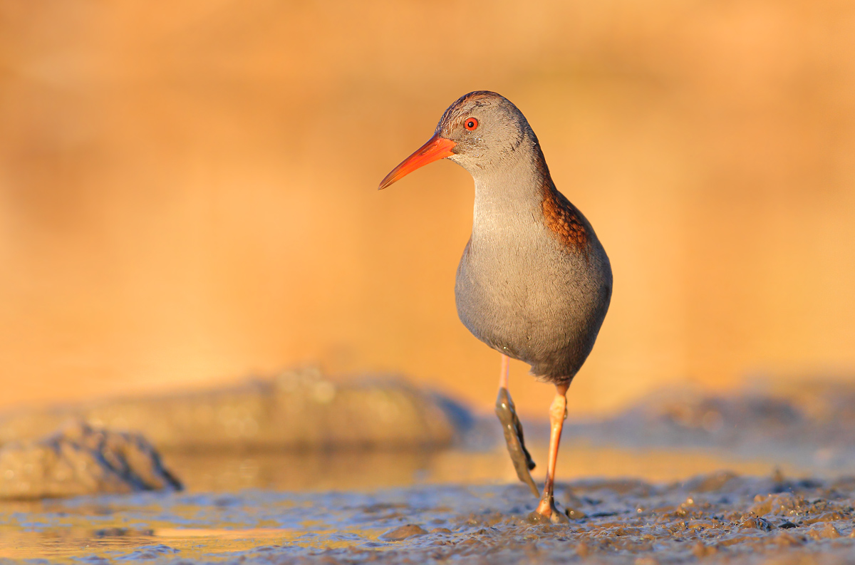 Water Rail
