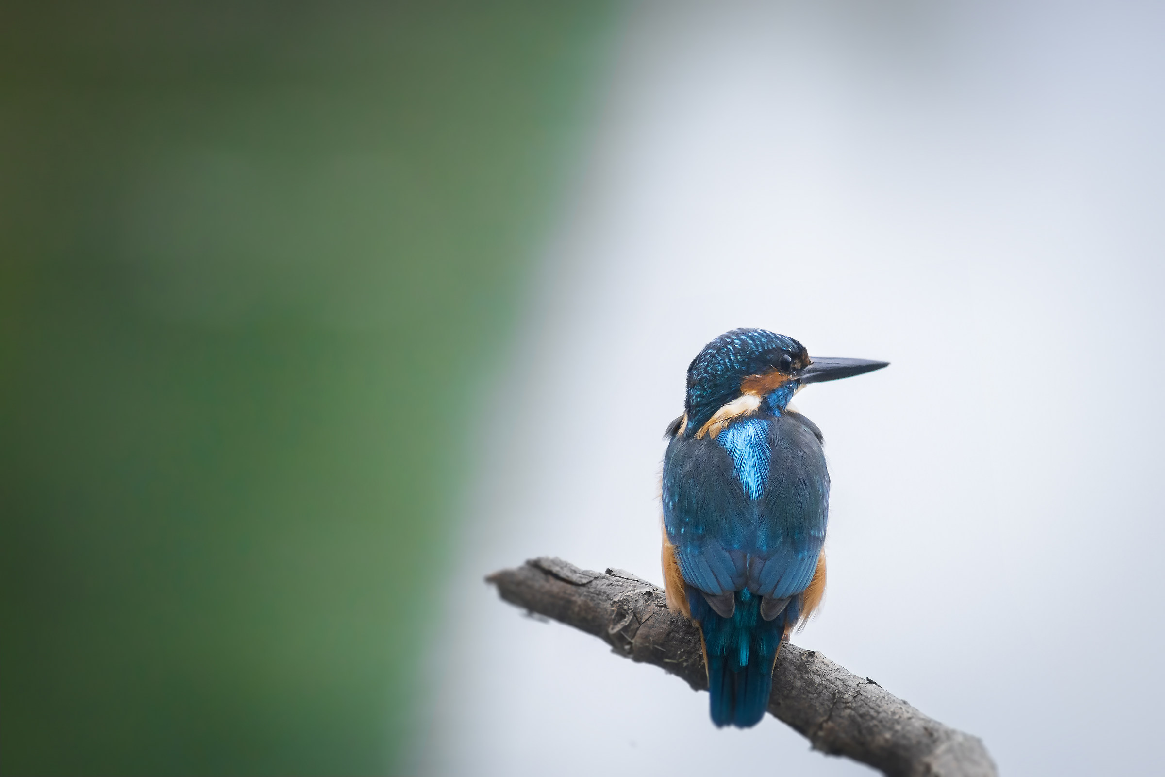 Il mio primo Martino