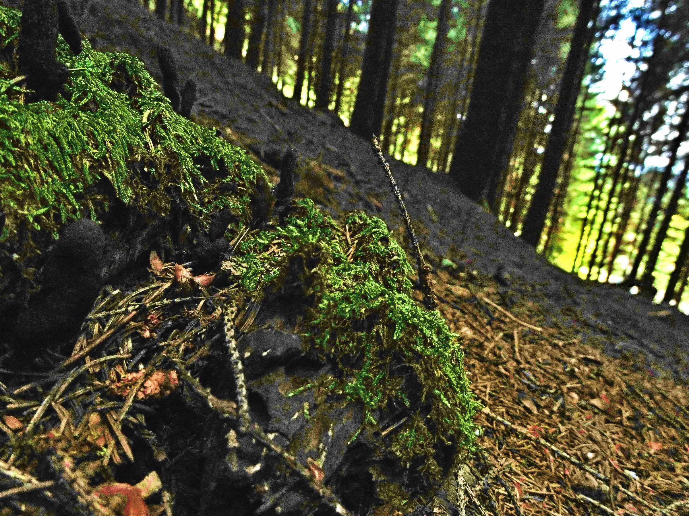 Una forma di ivta molto strana II