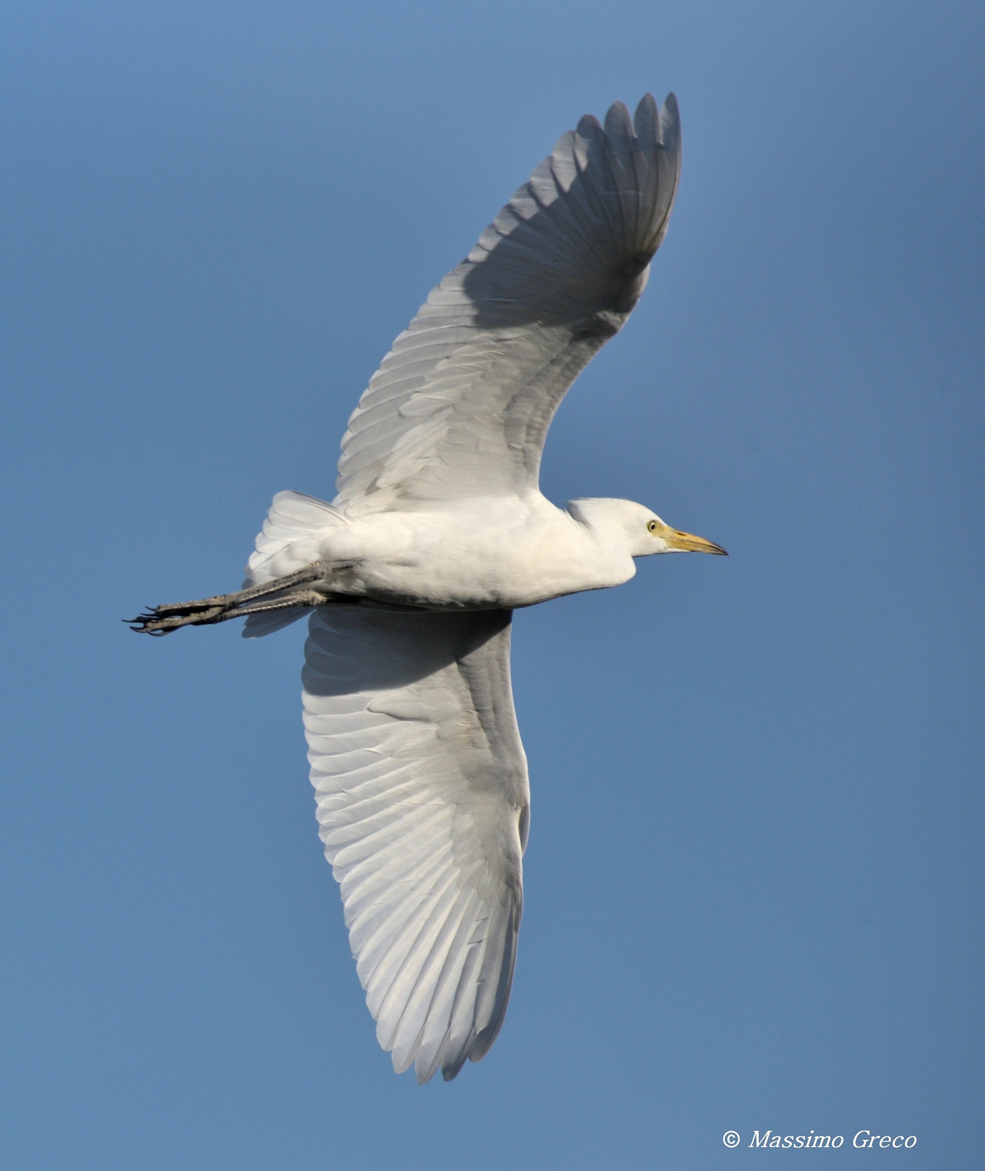 Cattle Egret