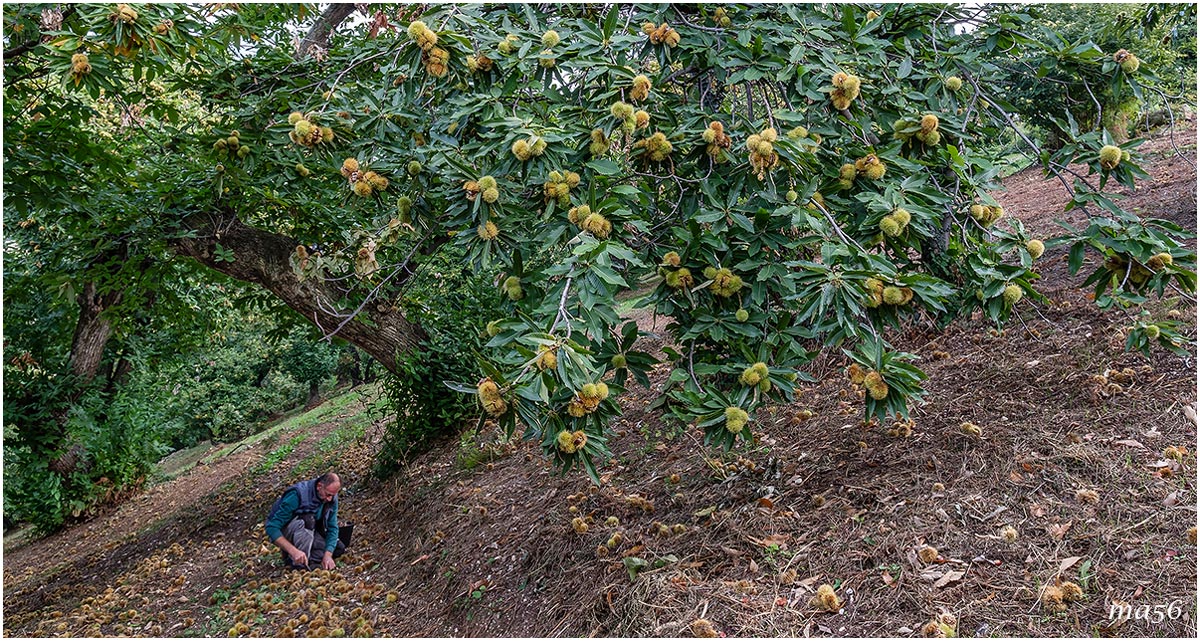 marroni di S.Mauro di Saline (vr)
