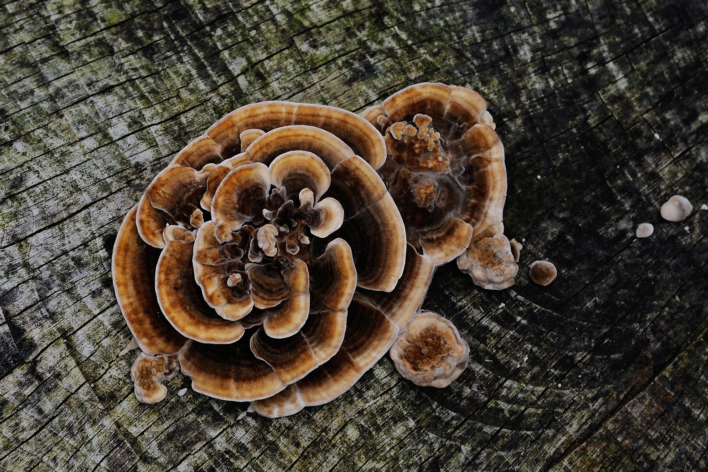 Trametes versicolor