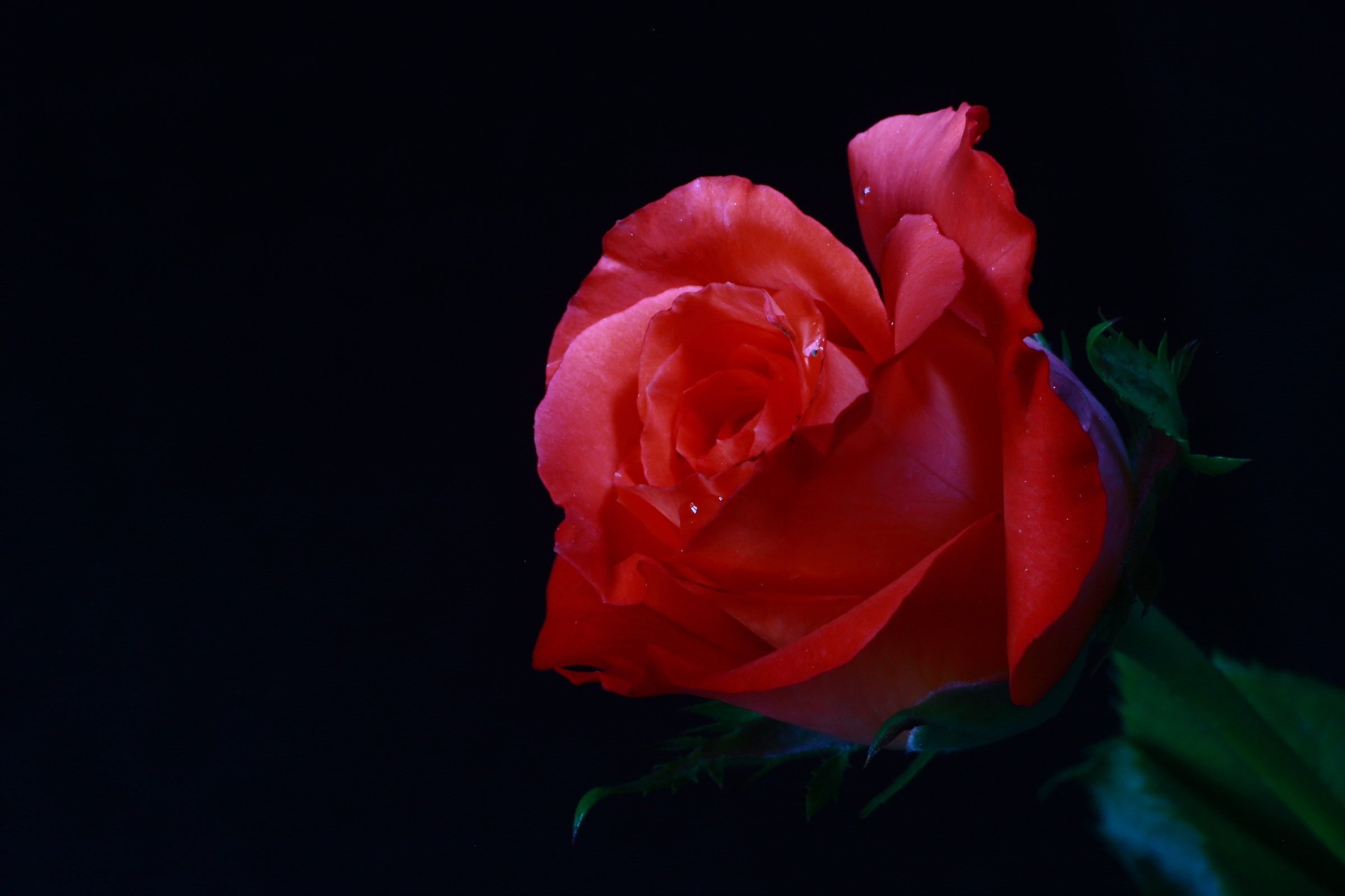 Prime prove di Still life