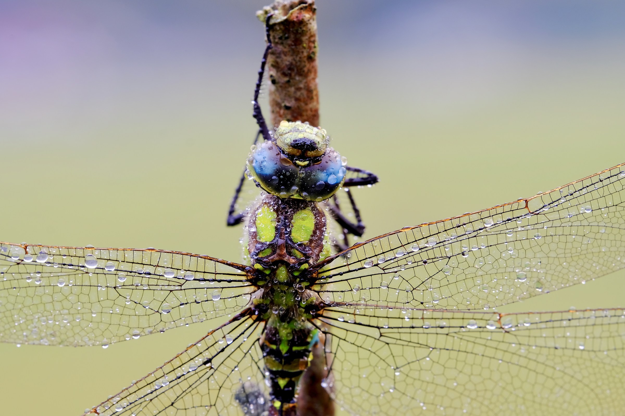 Dragonfly