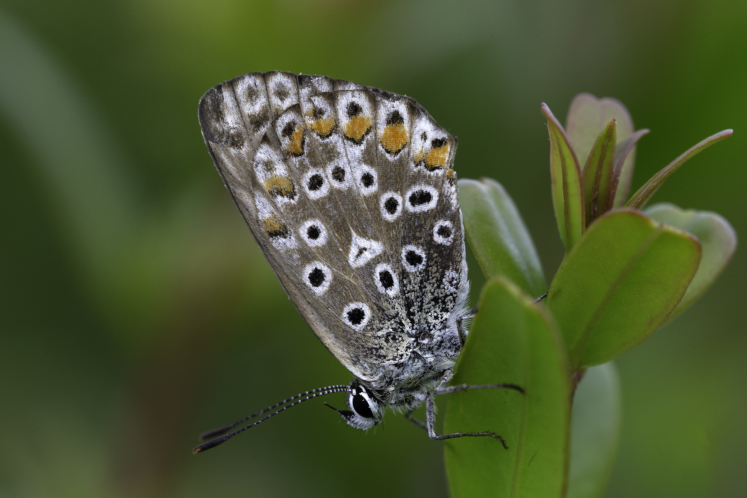Polyommatus Icarus