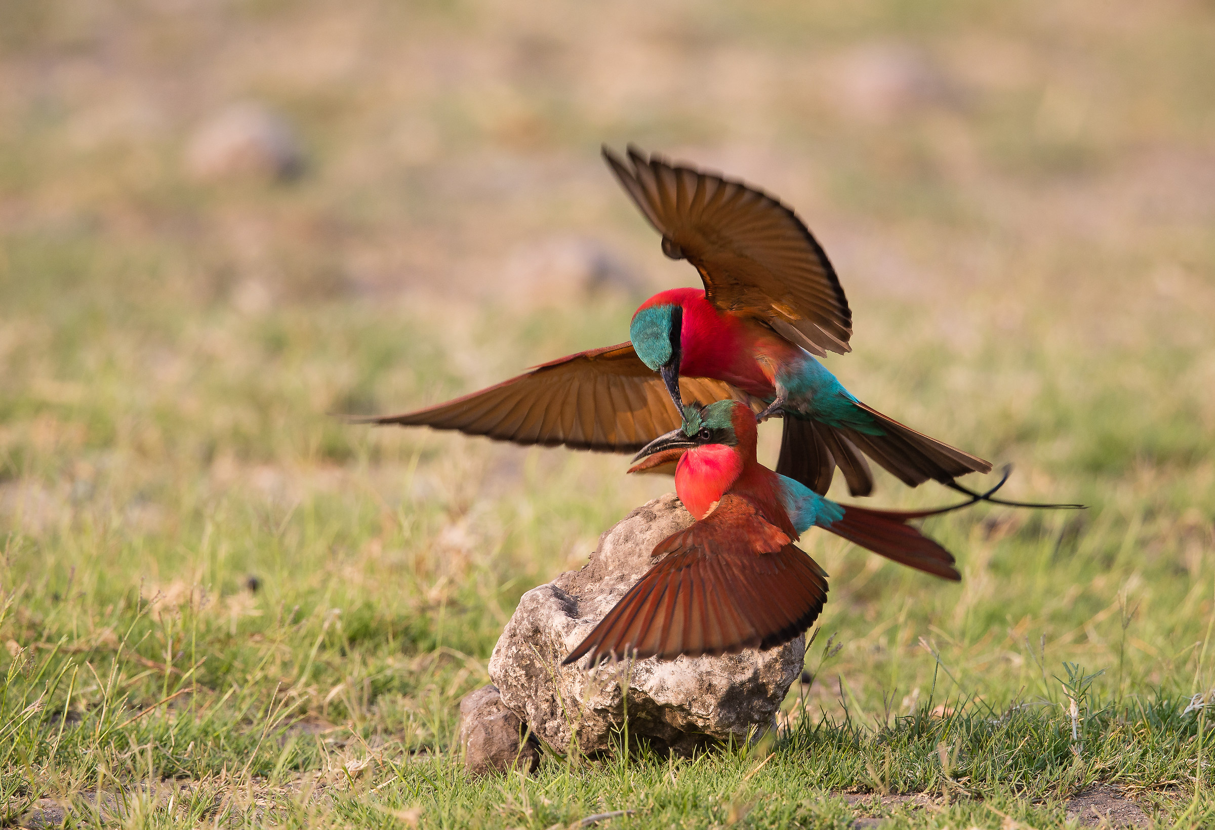The mating of the Carmine Bee-eater