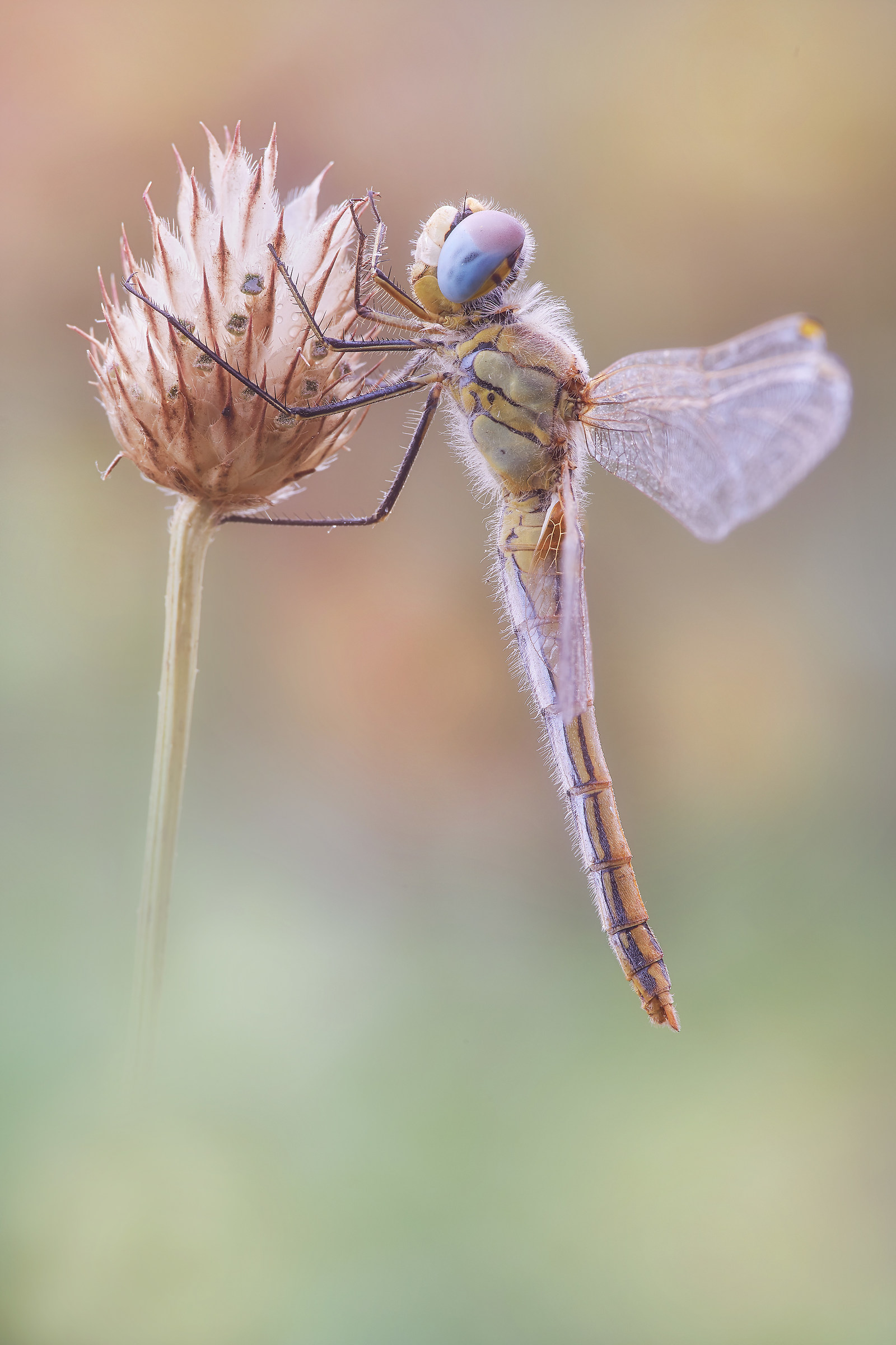 Sympetrum fonscolombii (sélys-longchamps, 1776)