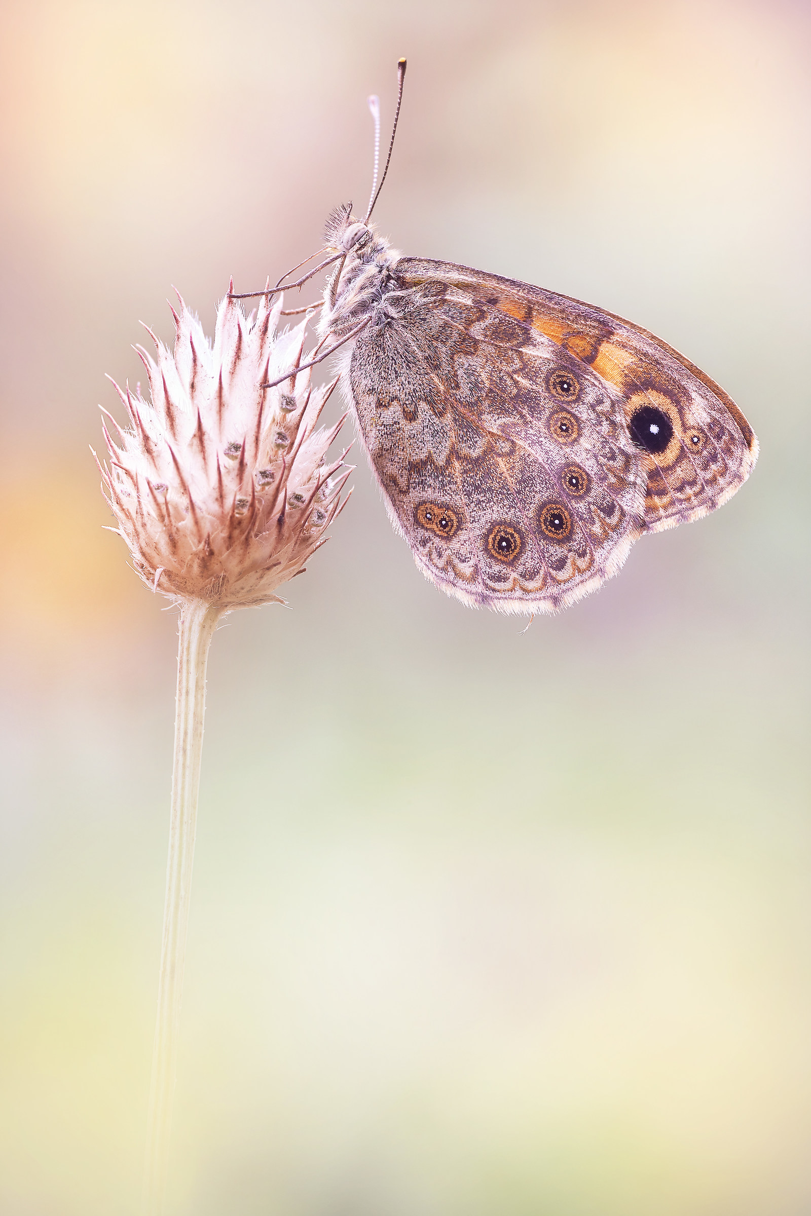 Lasiommata Hag (linnaeus, 1767)