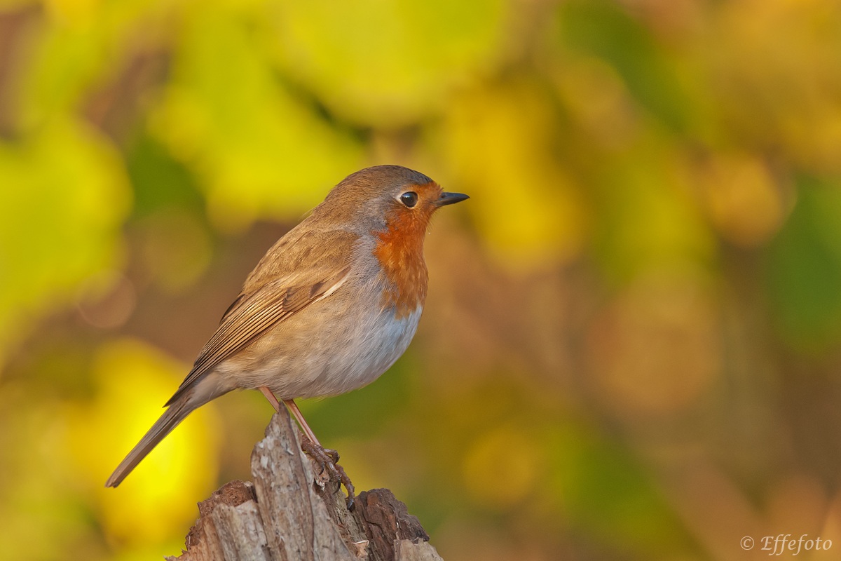 Robin autumn ...