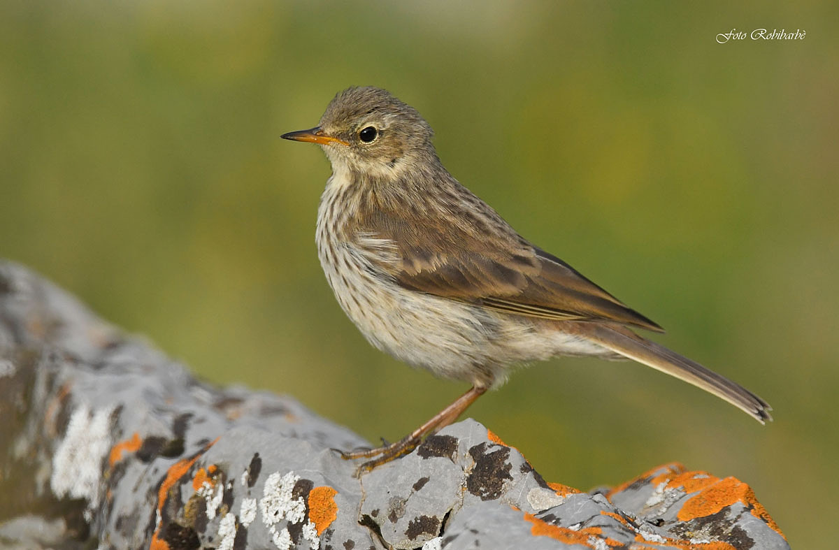 Spioncello impettito...