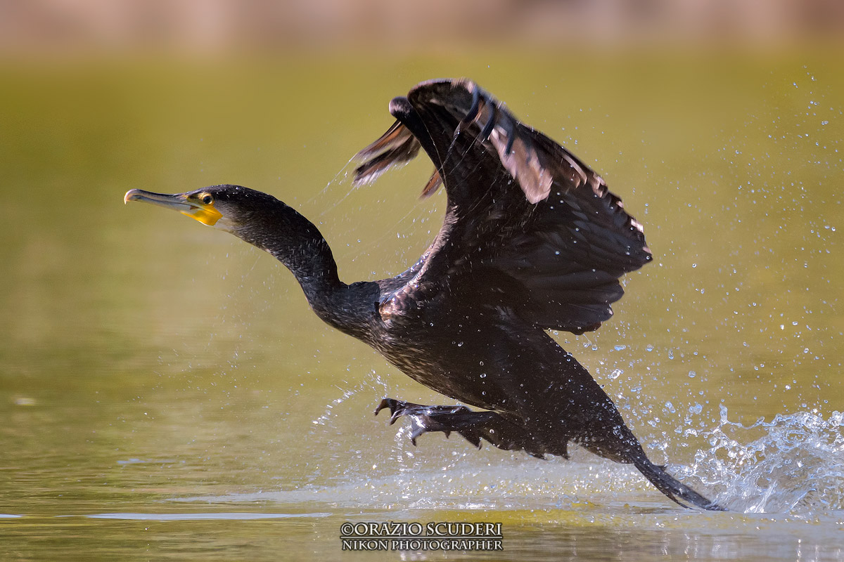 Phalacrocorax carbo