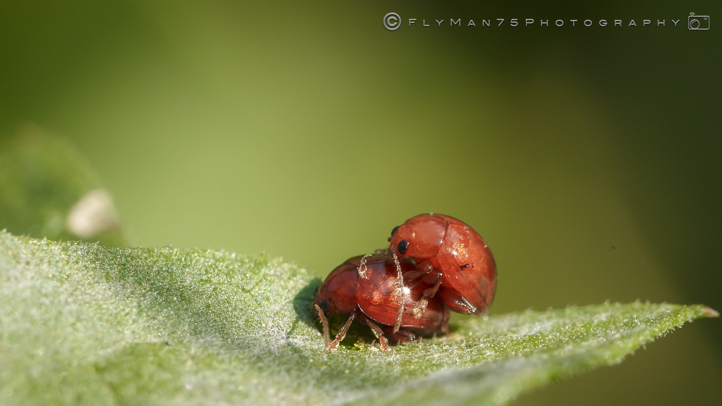 Macro Insects and flowers