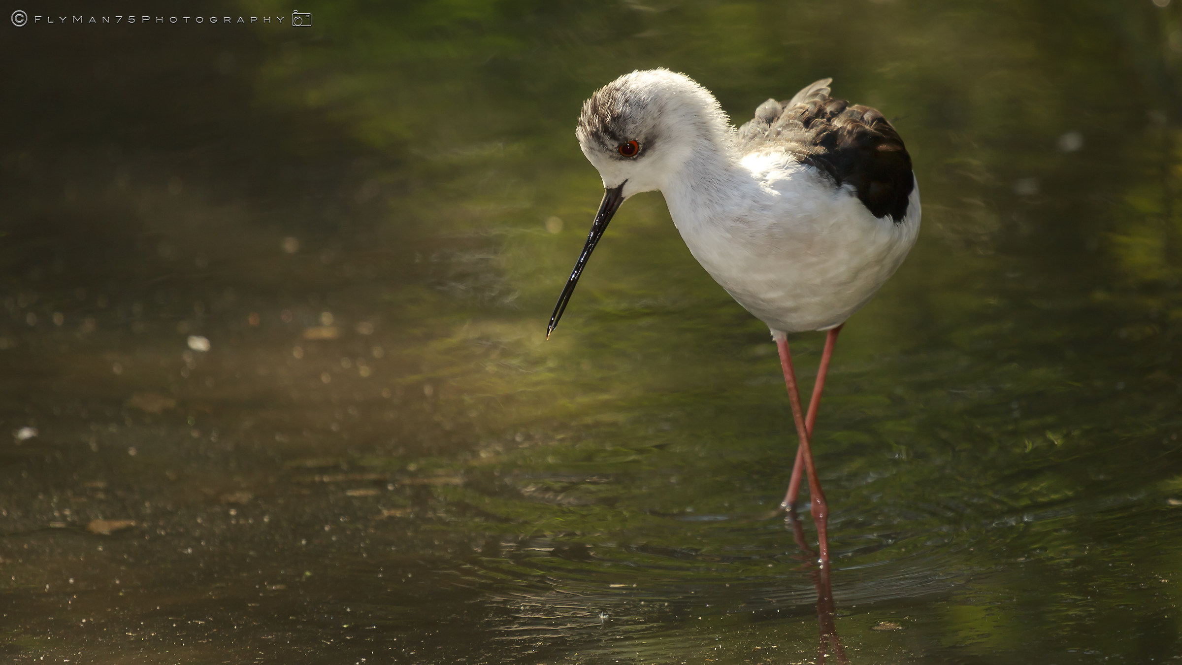 Oasis of San'alessio