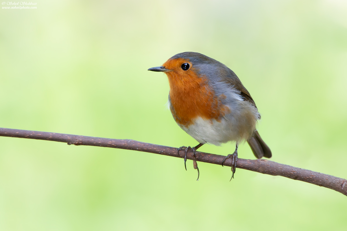 European robin