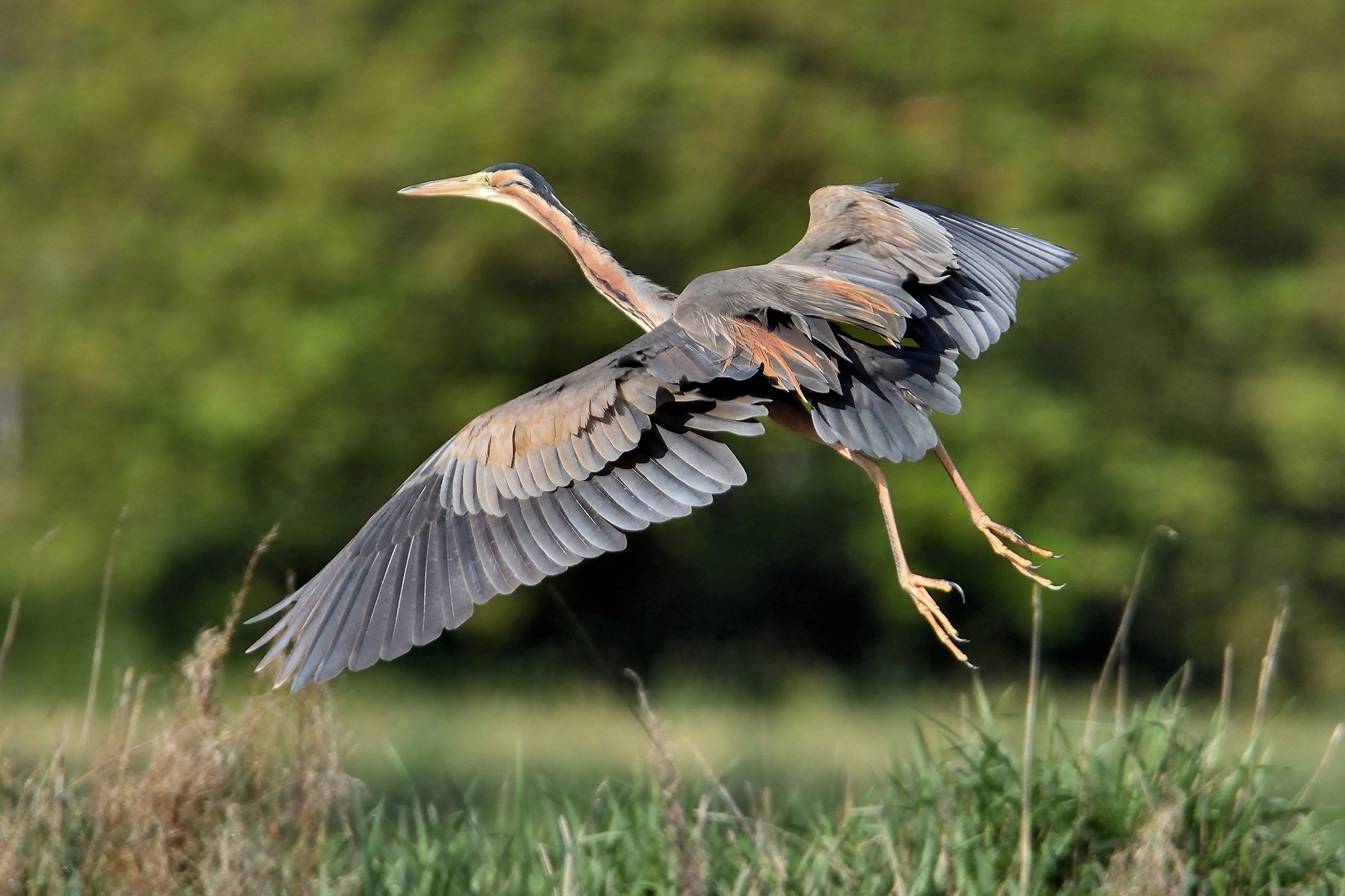 Red Heron (ardea Purpurea)