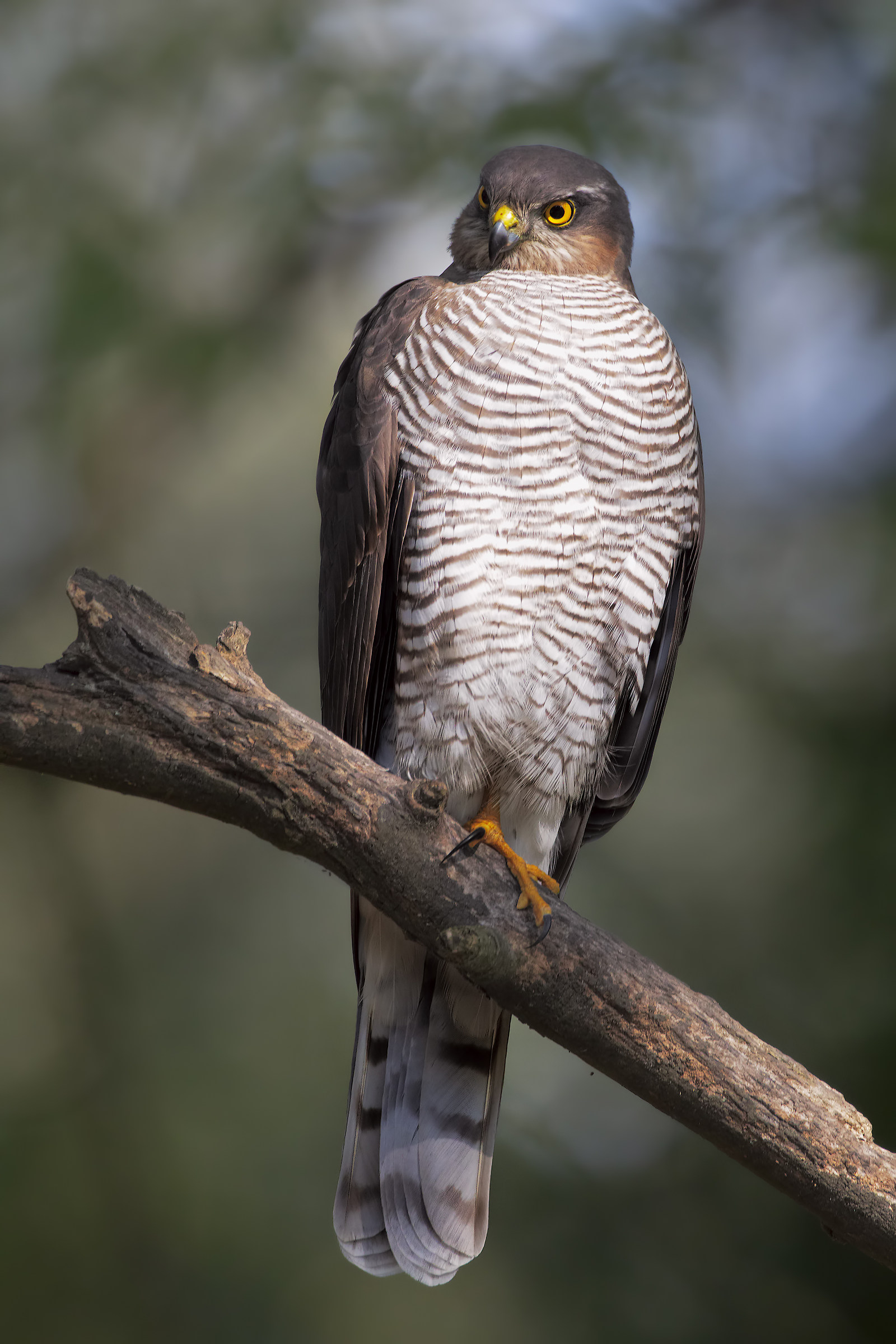 Sparrowhawk