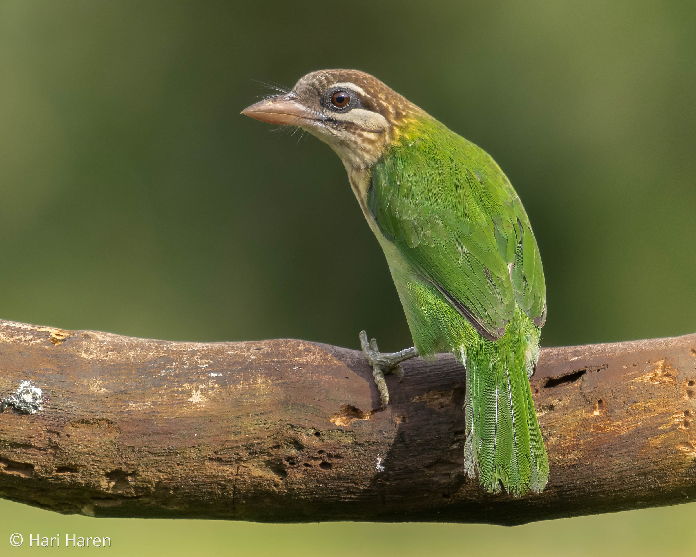 White-cheeked barbet