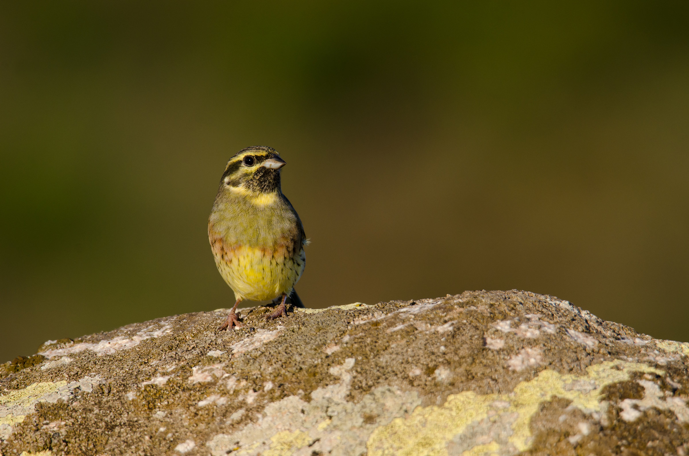 Black Yellowhammer