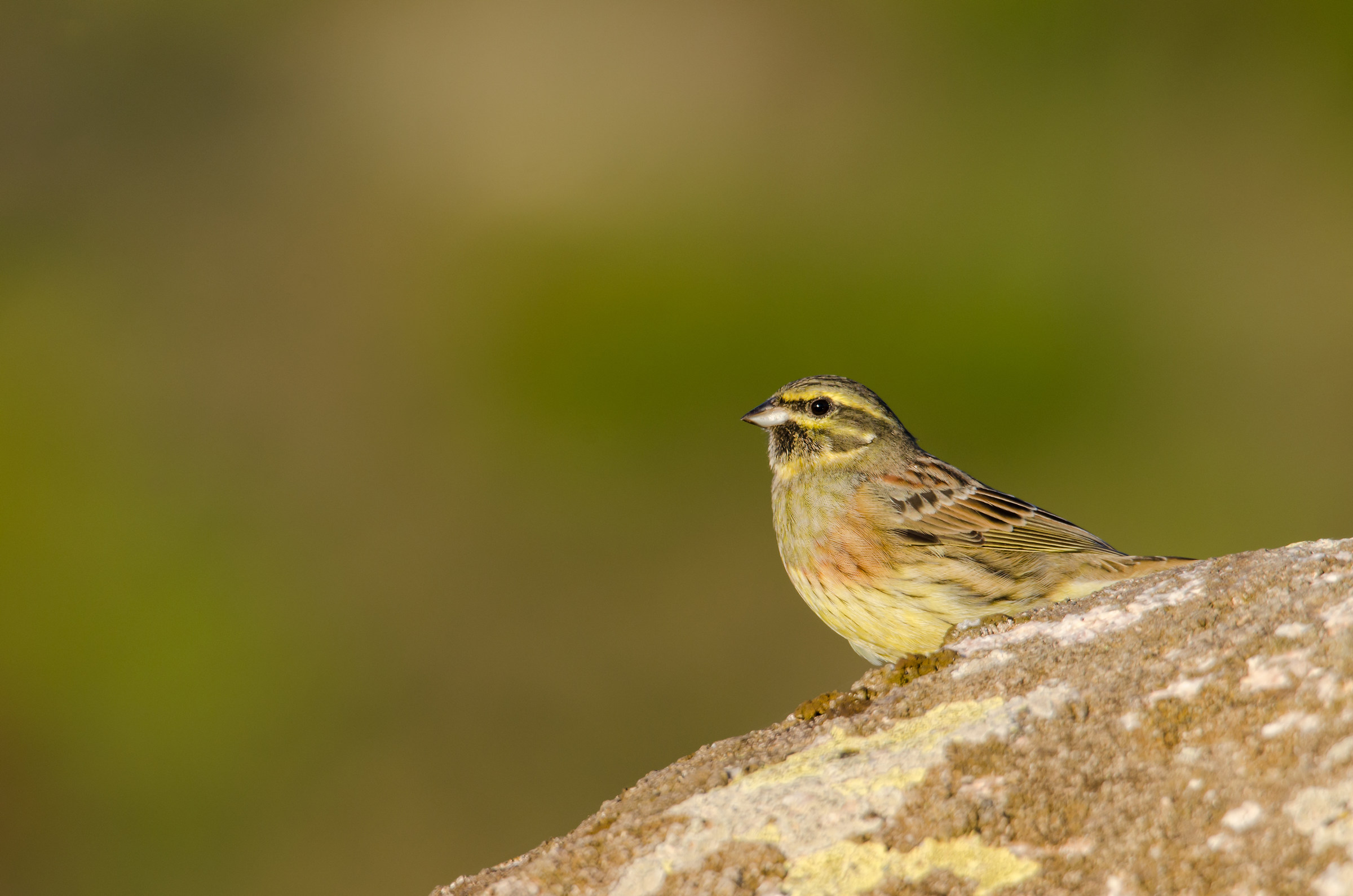 Black Yellowhammer 2