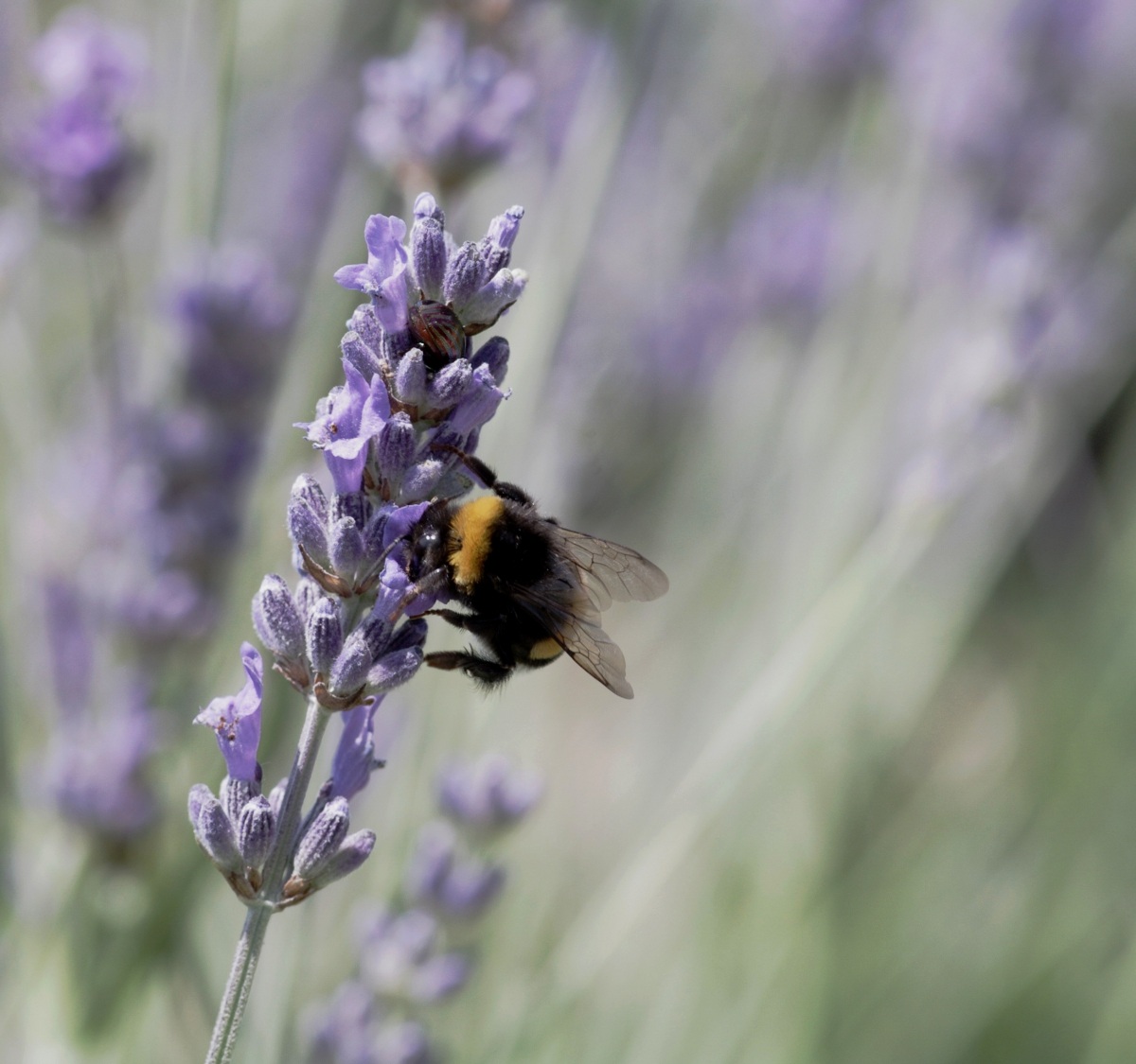 Bumblebee with lavender
