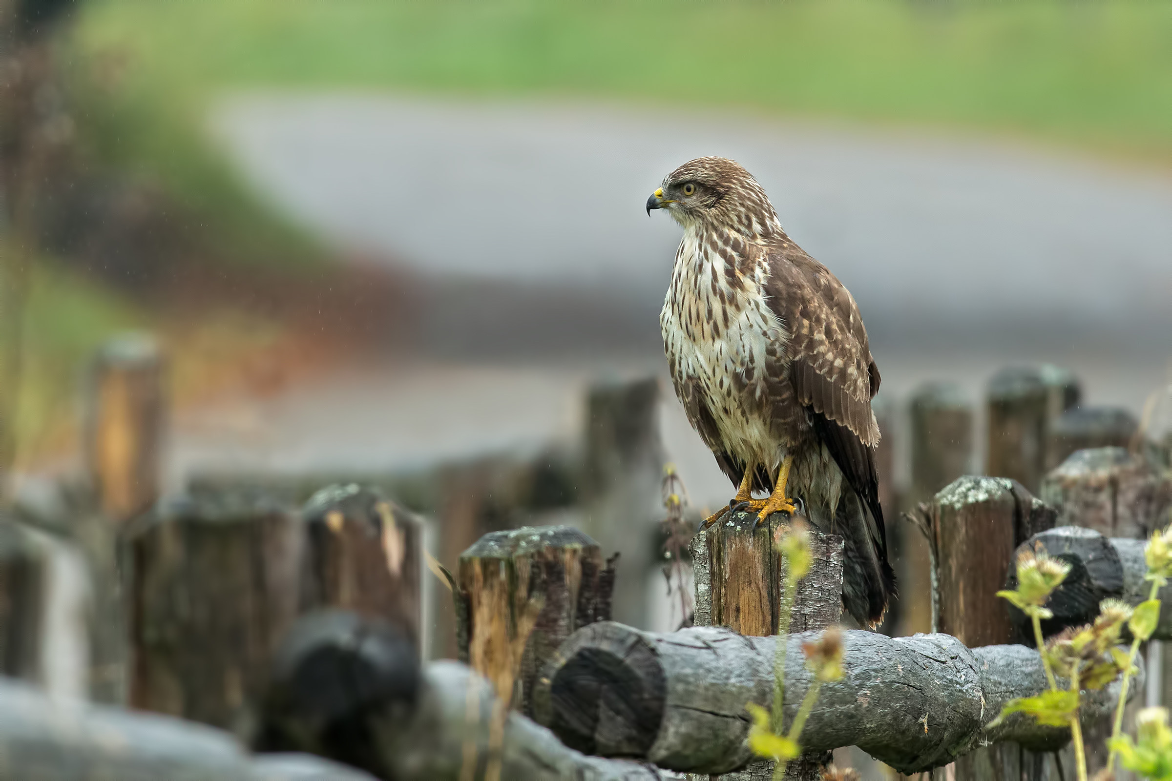 paletti, Drizzle and Buzzard