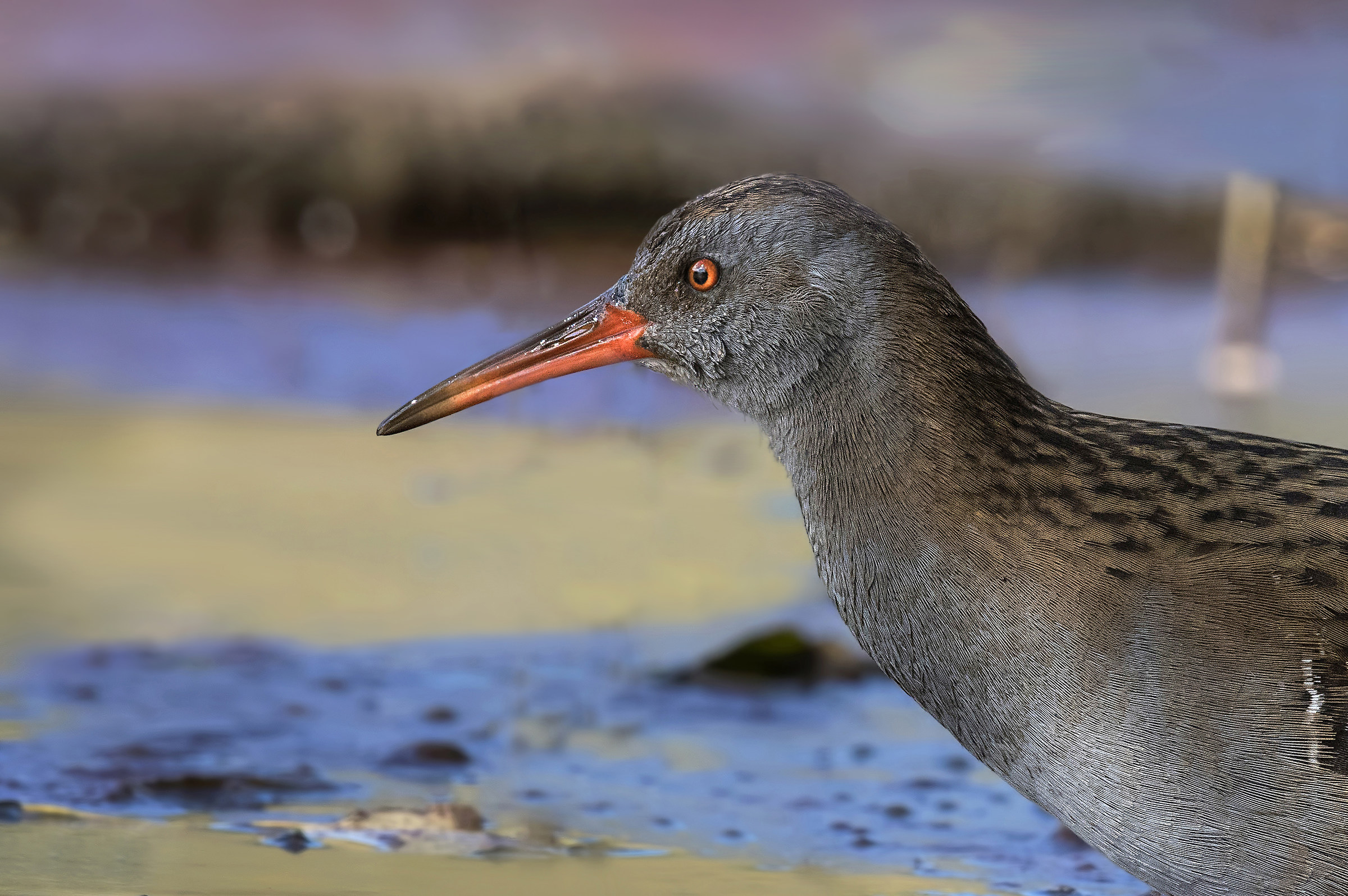 Water Rail