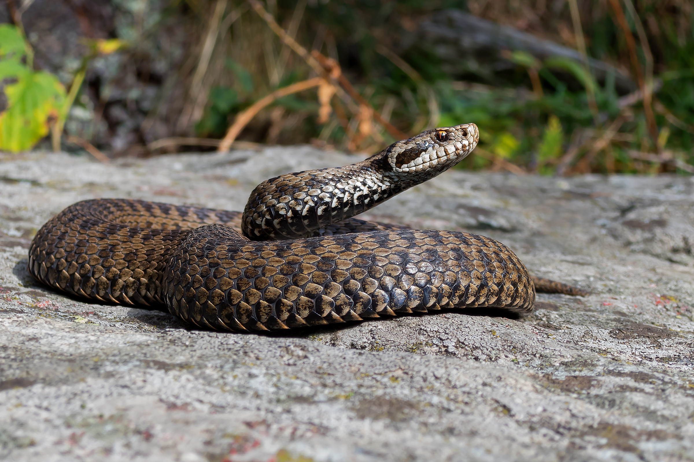 Vipera berus