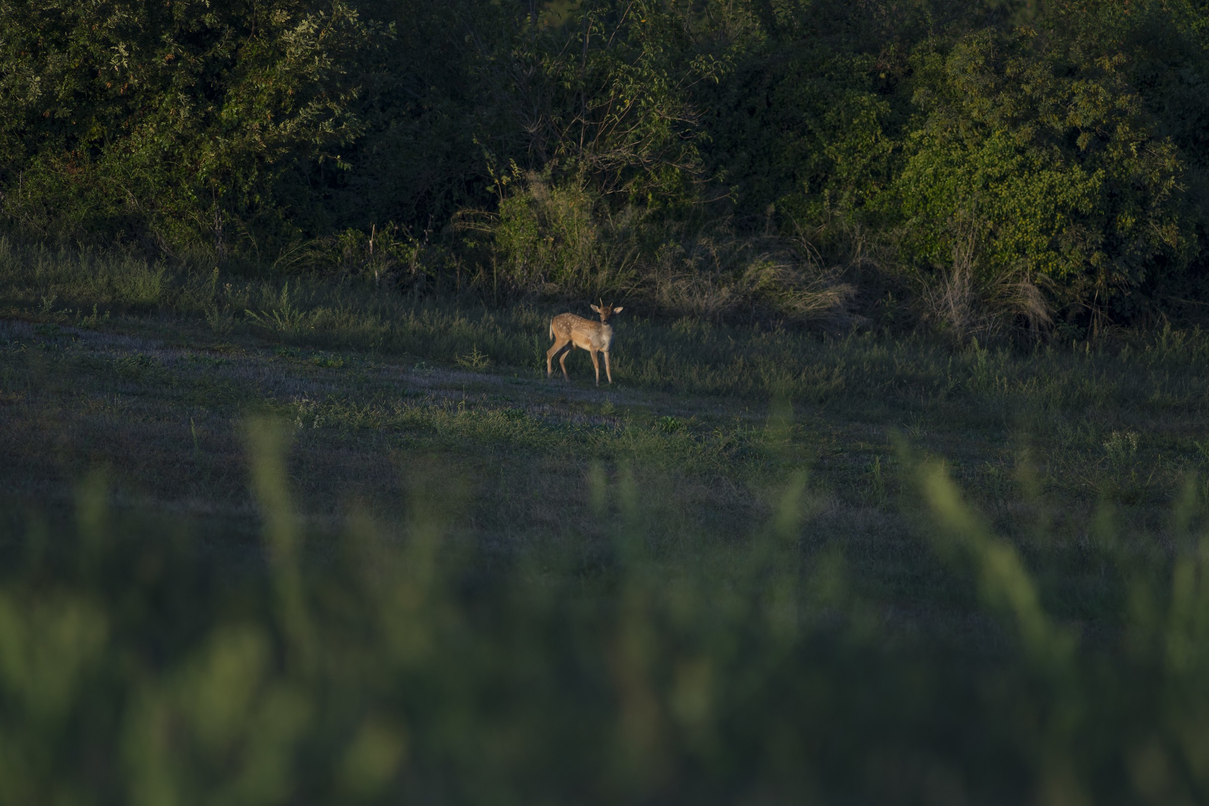 piccolo di cervo nel Parco della Marcigliana, Roma