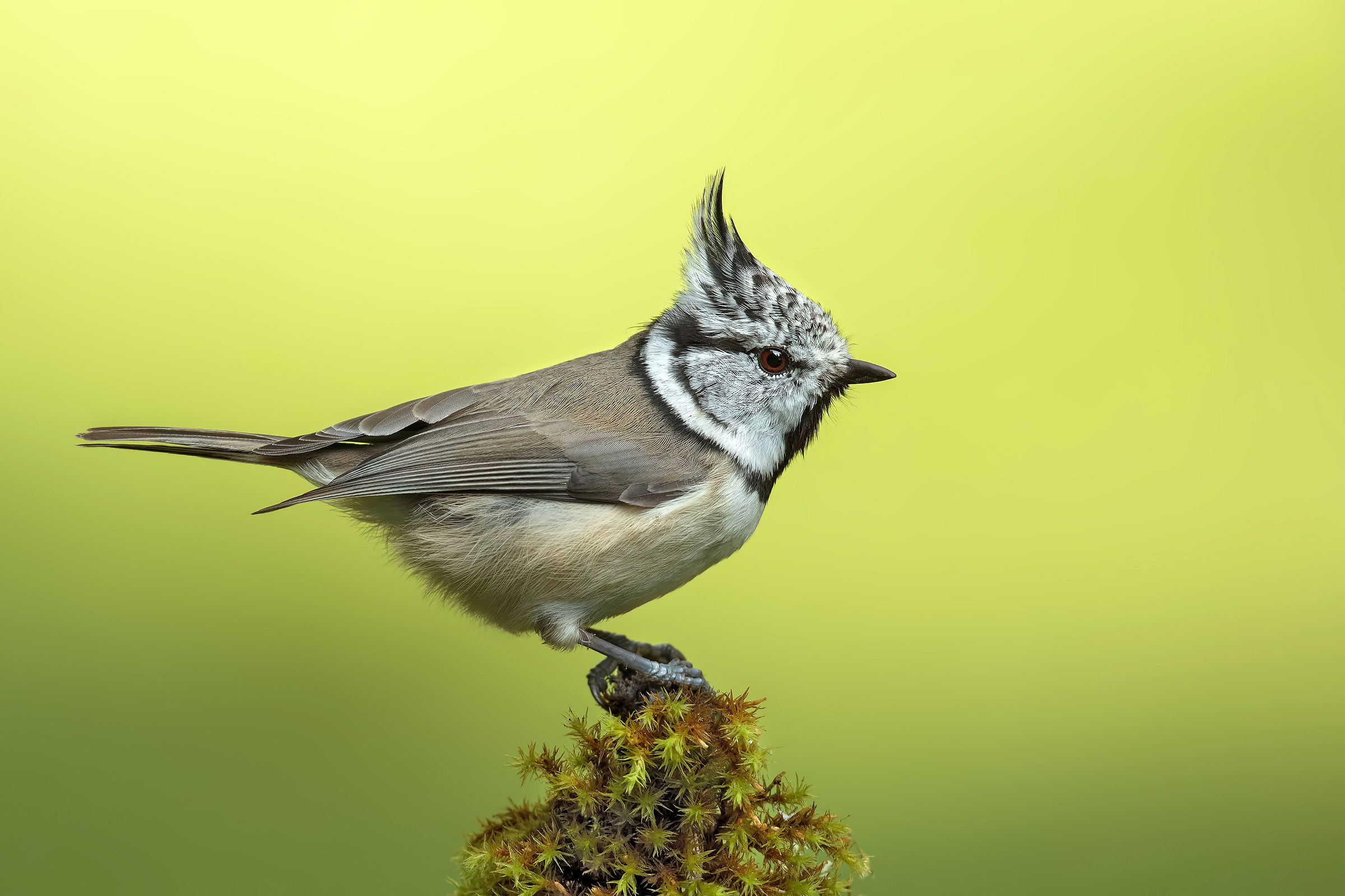 Cincia from the Tuam