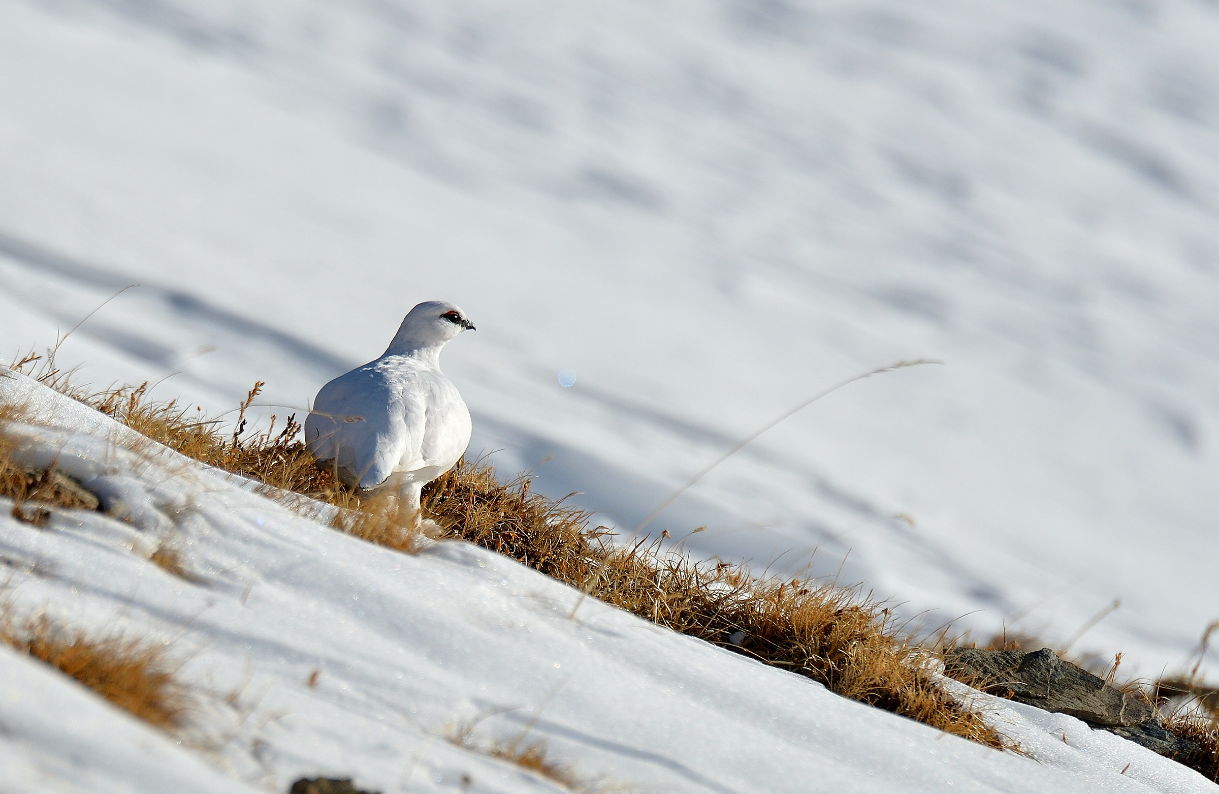 White Partridge