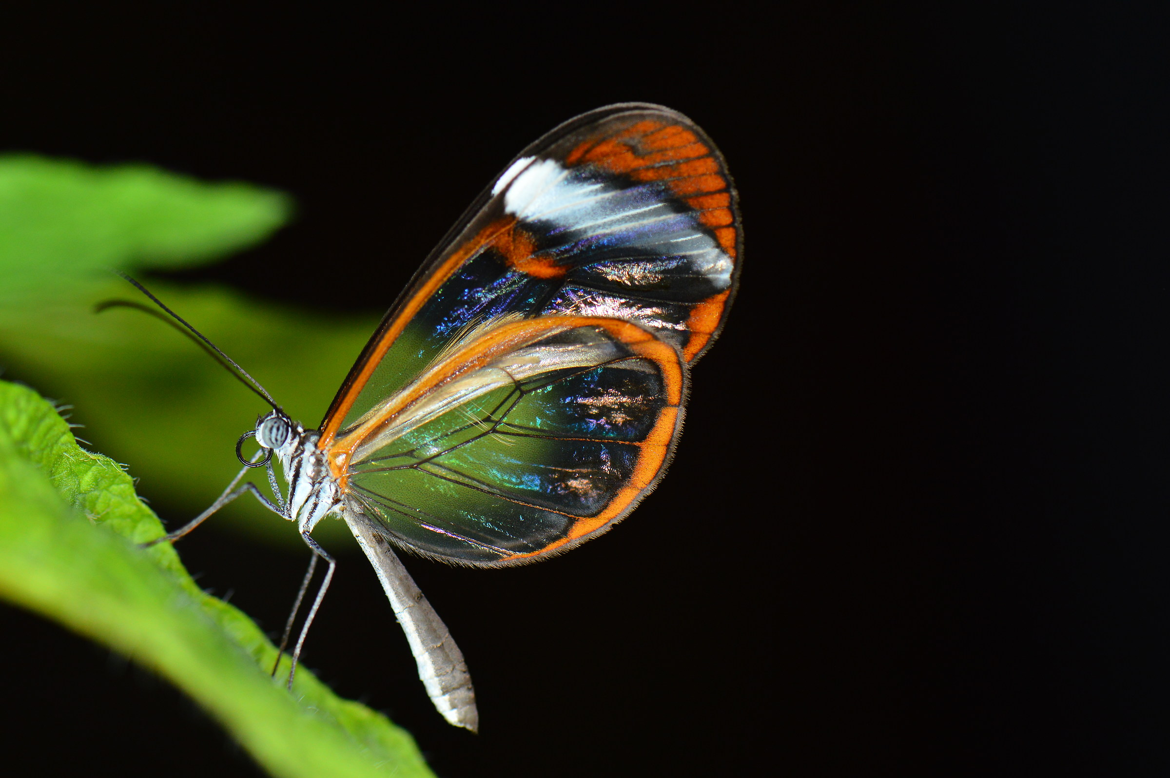 The glass butterfly