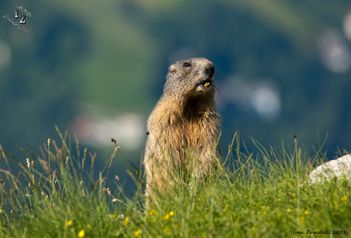 Curious Groundhog