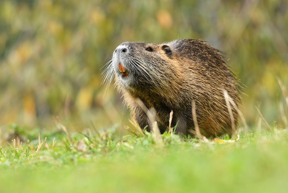 Nutria