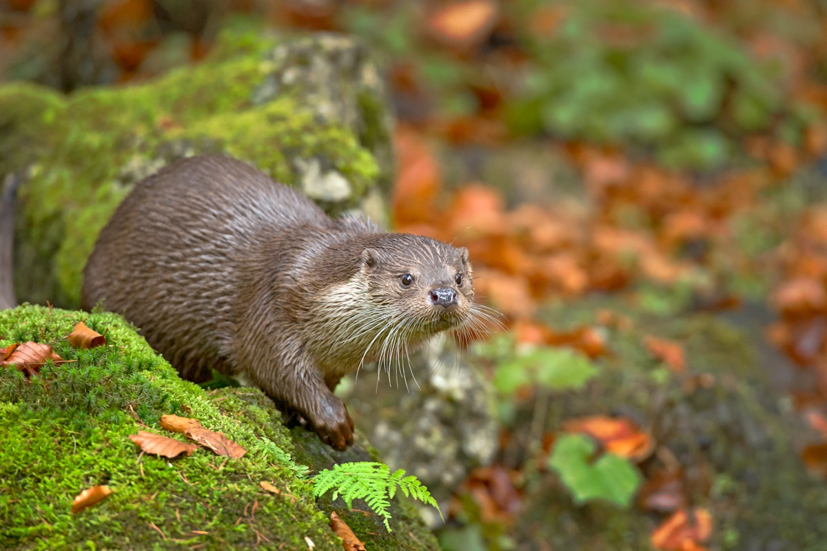 Otter