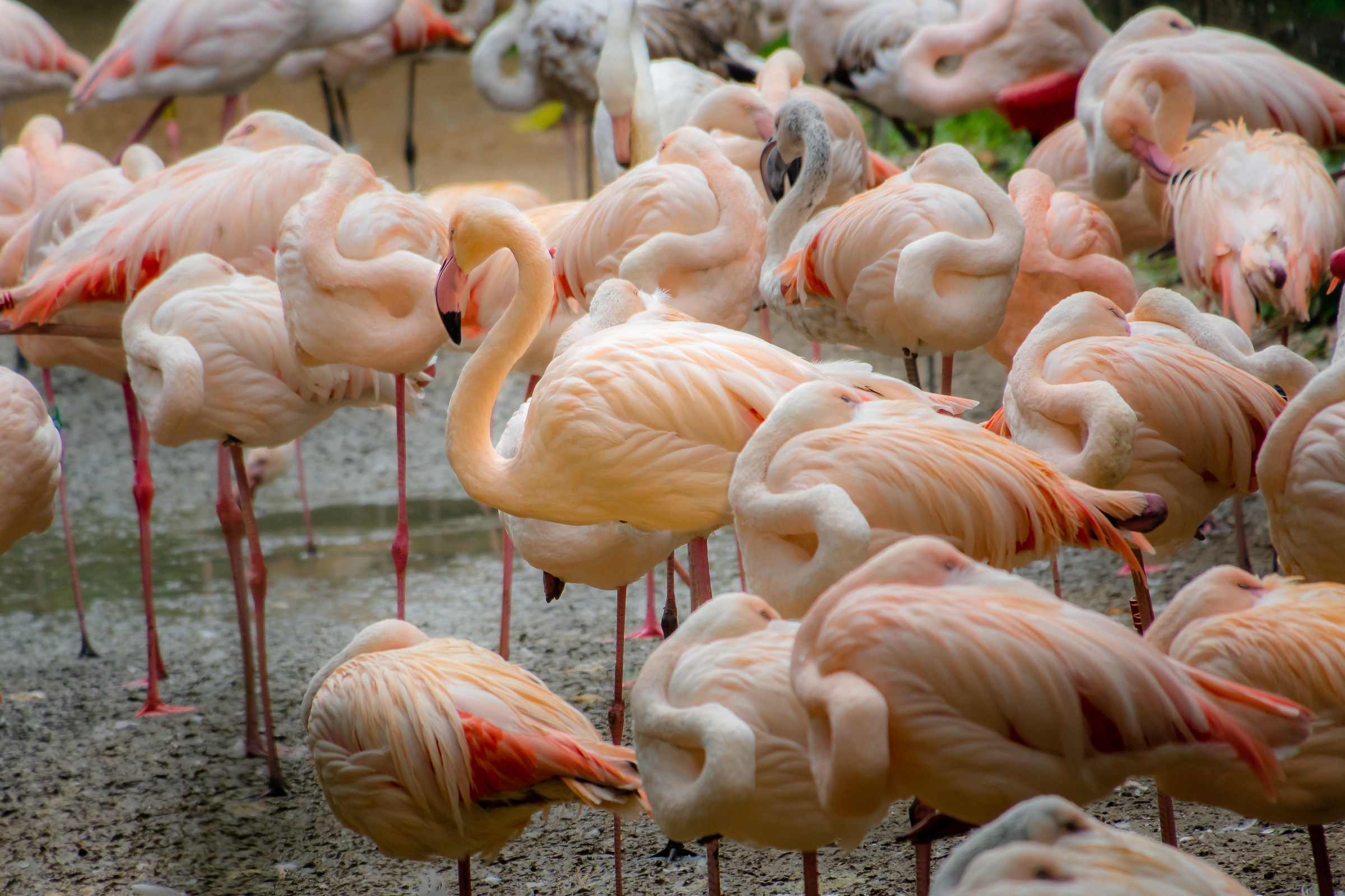 Phoenicopterus roseus