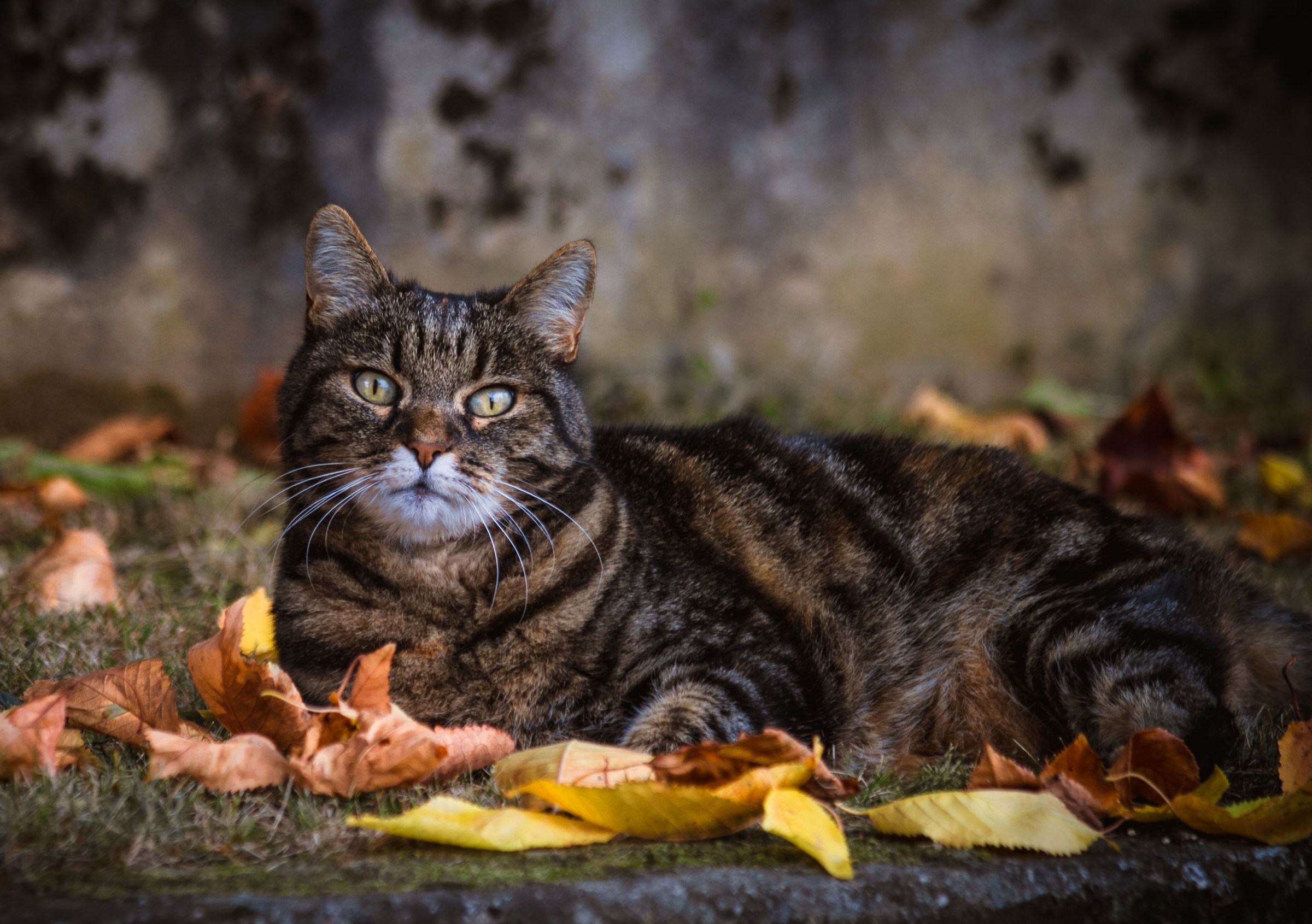 Autunno felino