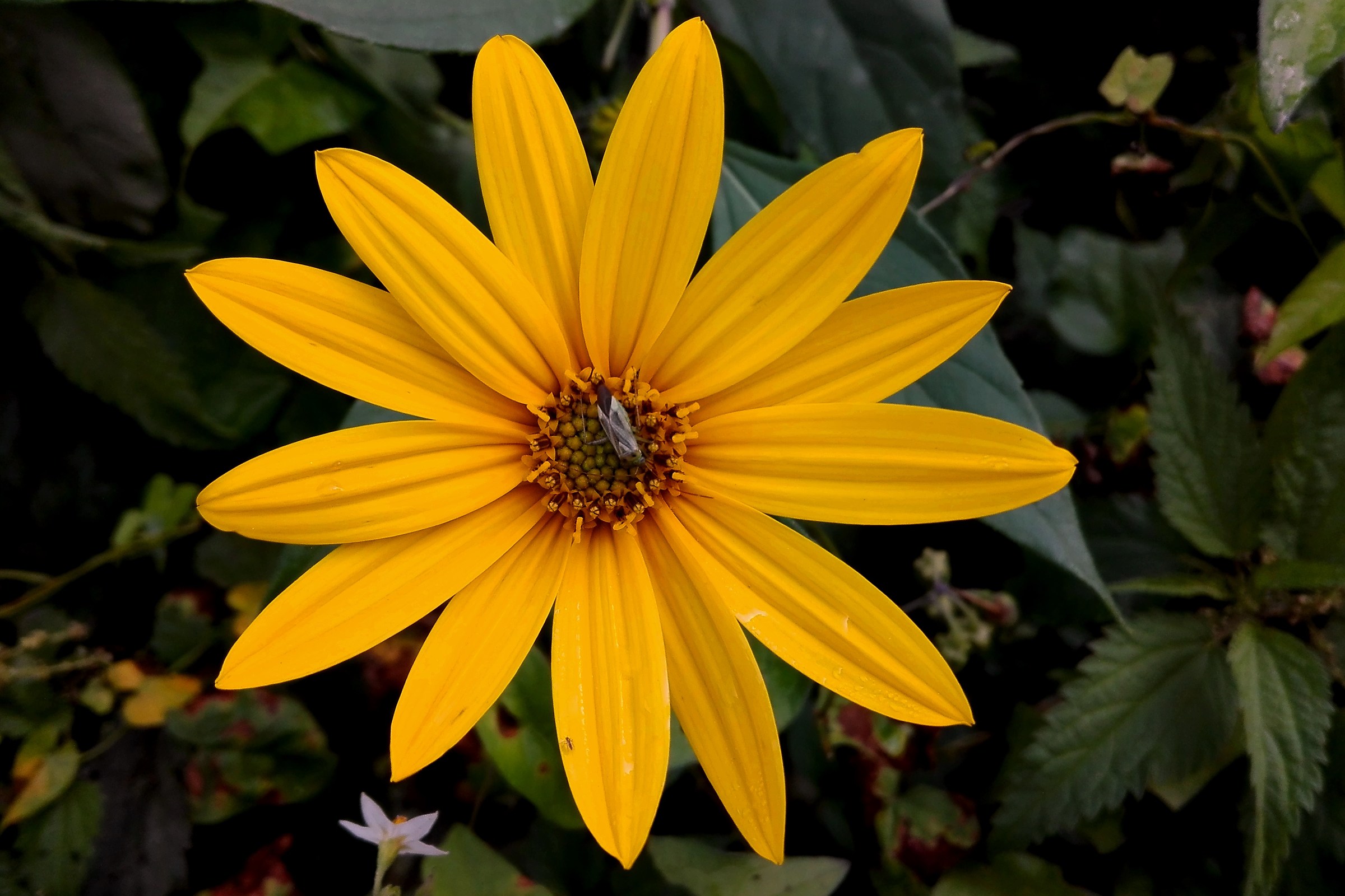 Autumn Flower: Jerusalem Artichoke