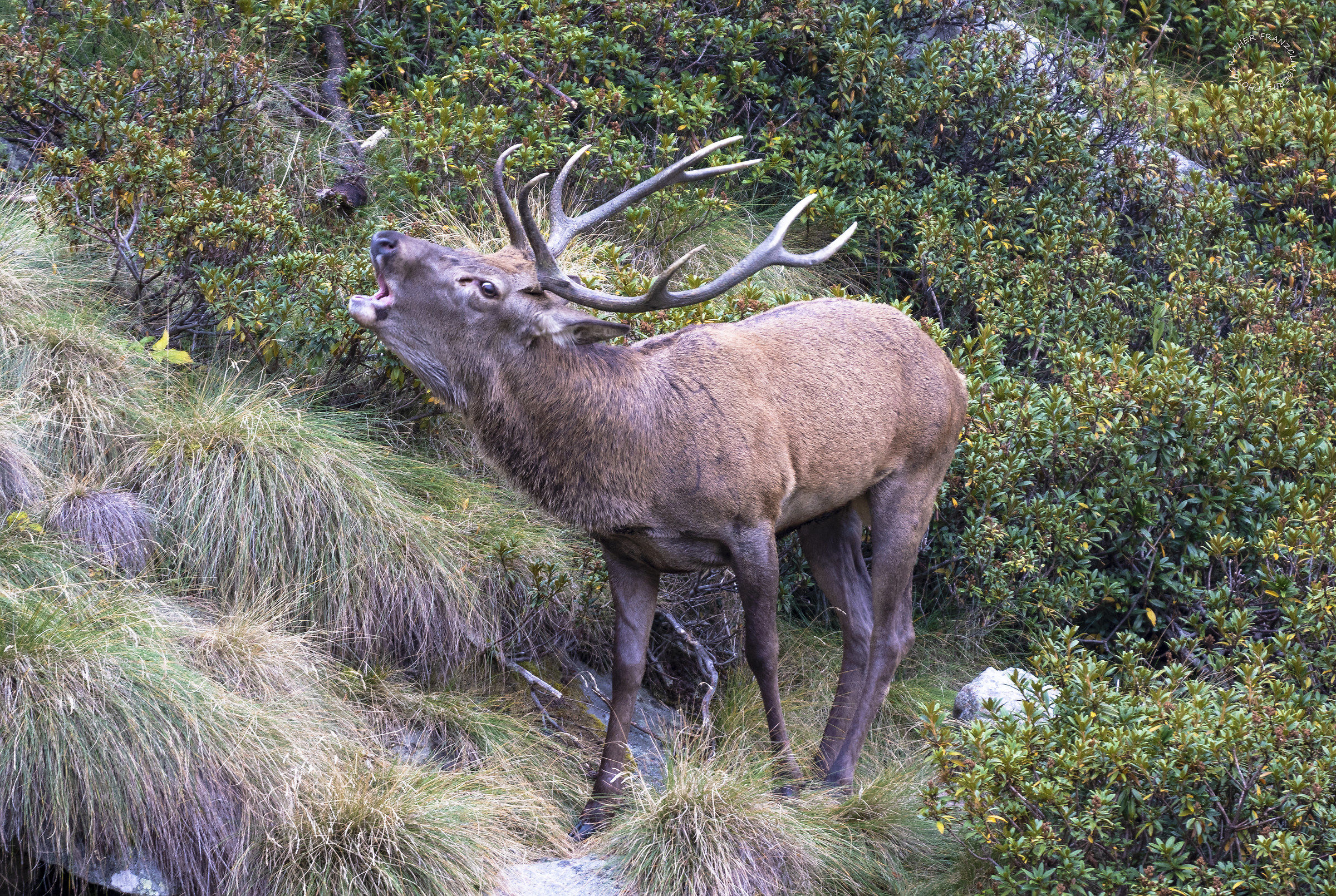 La grazia circonda l'eleganza. j.j.