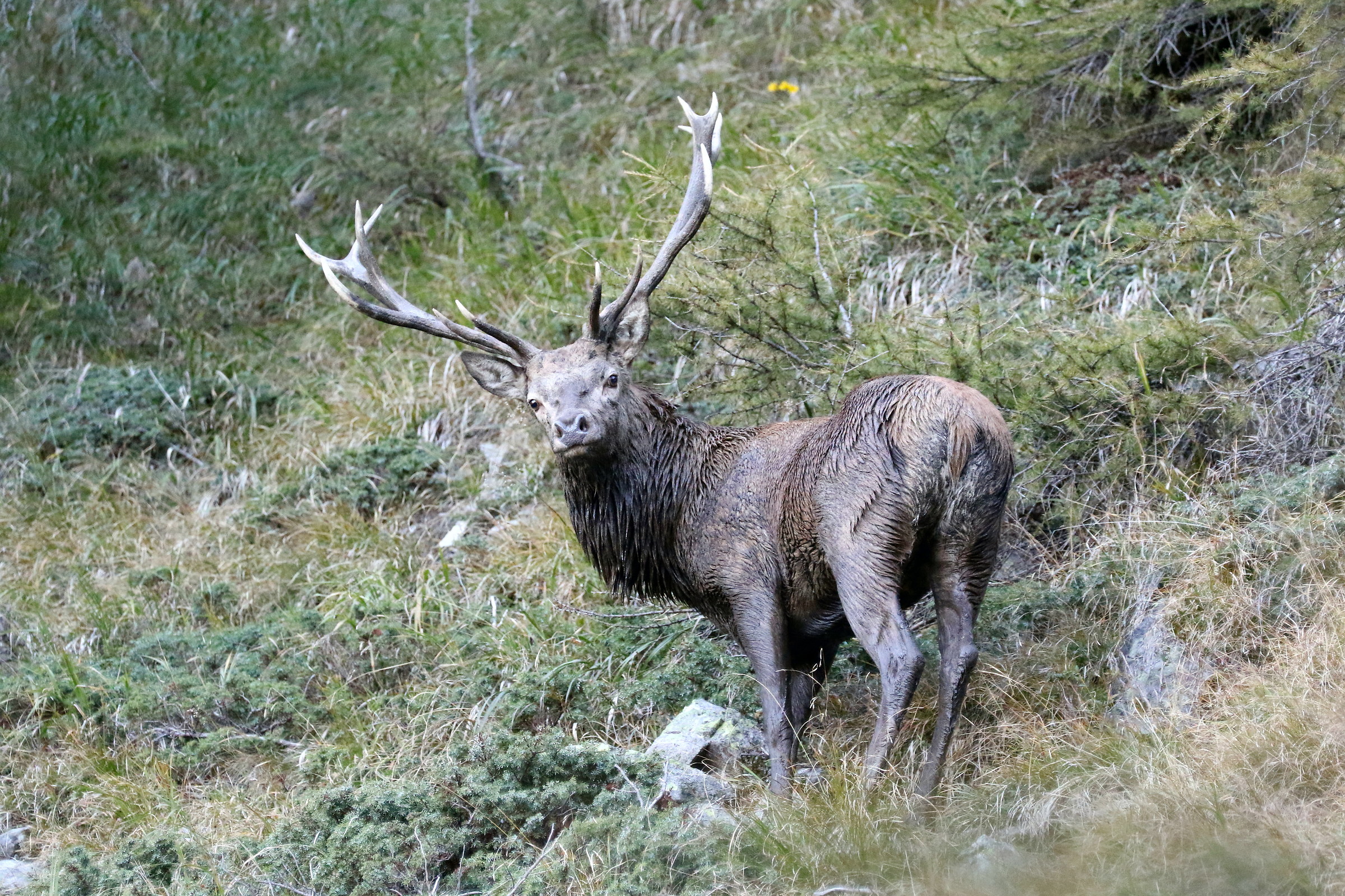 But why didn't you yearning!