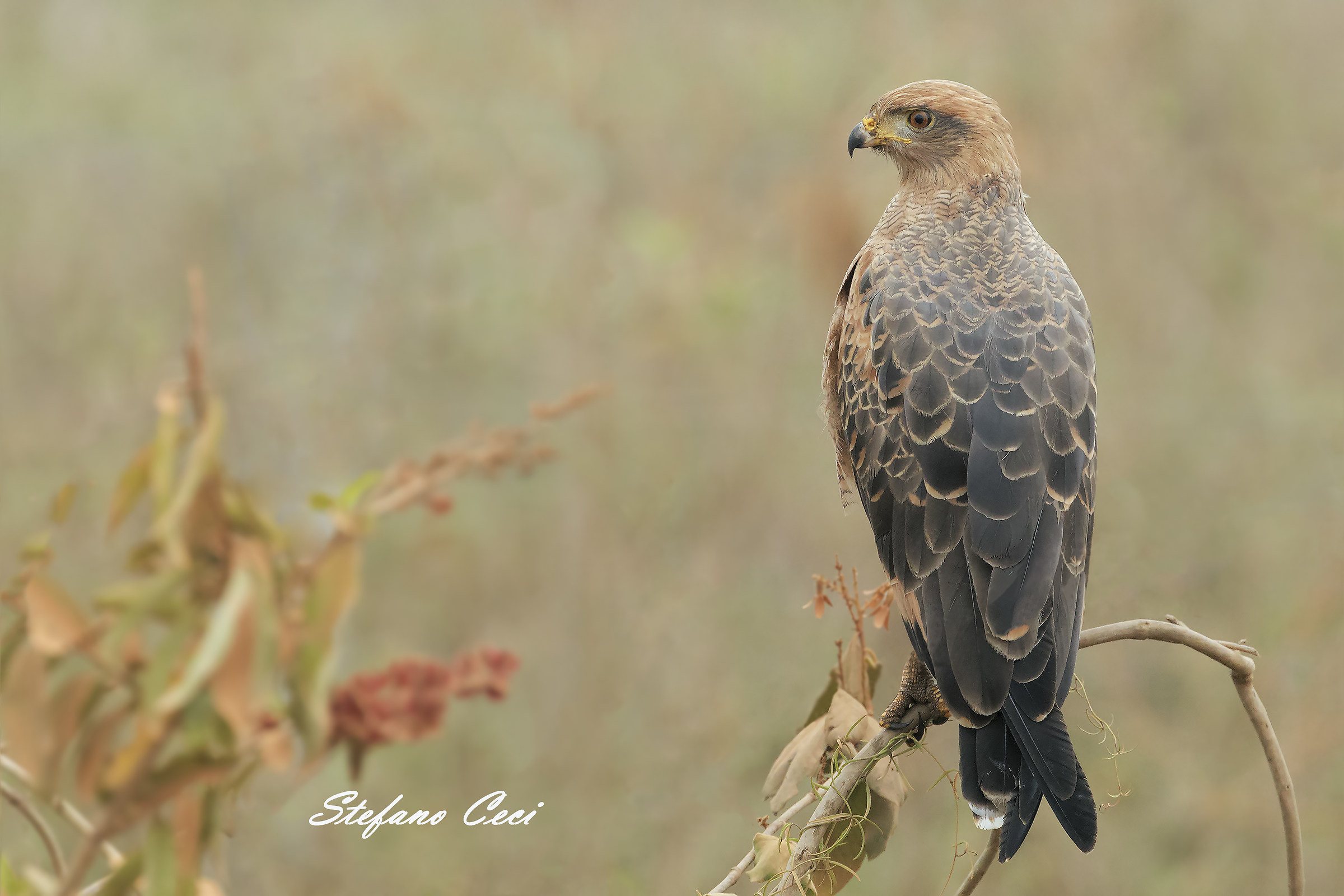 Savannahs Buzzard
