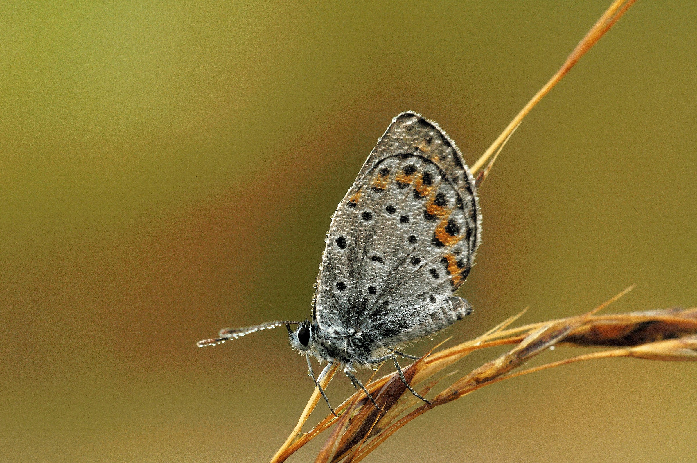 Browsing the early morning