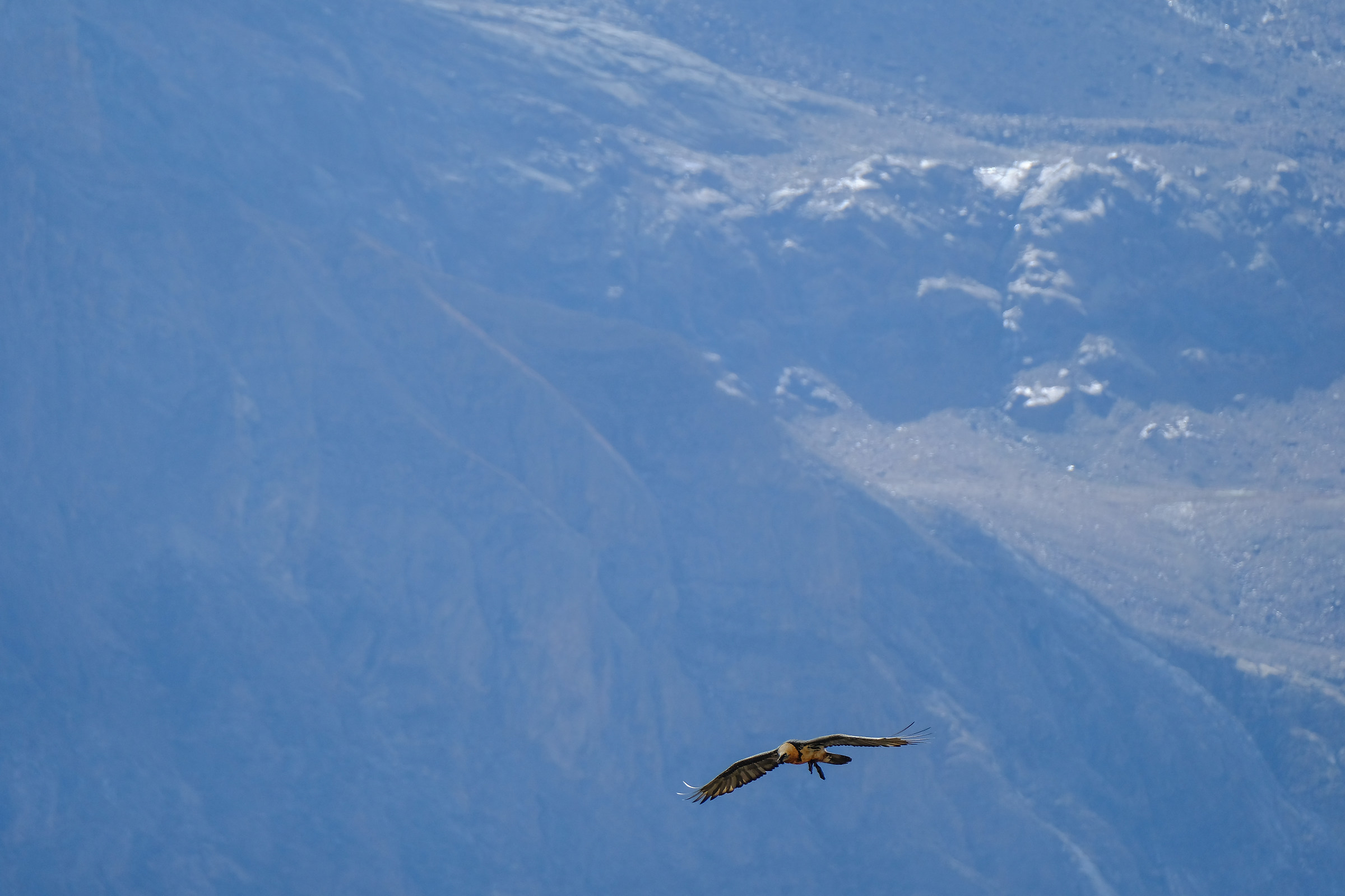 Bearded Vulture