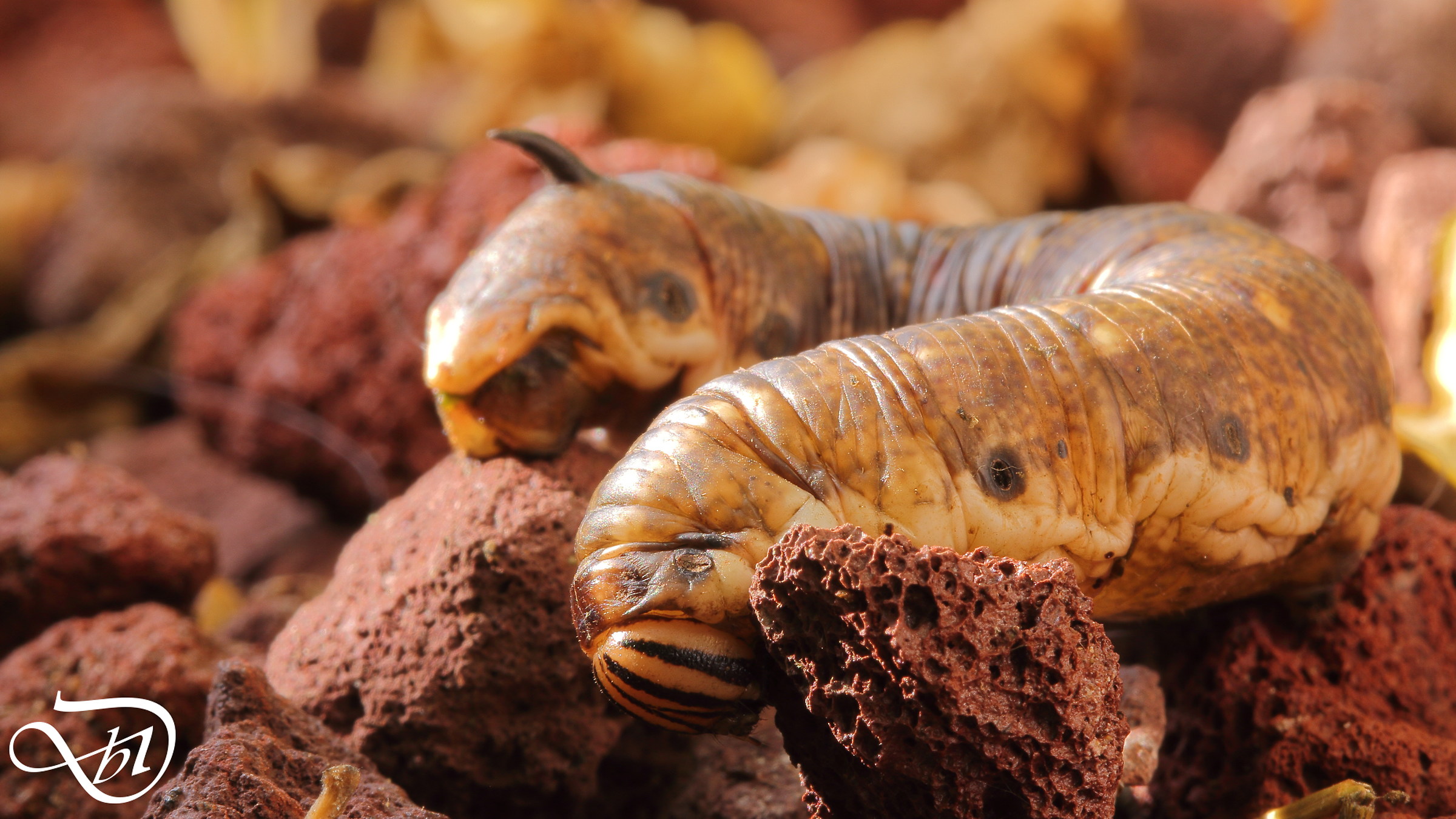 Sphingide of the Bindweed