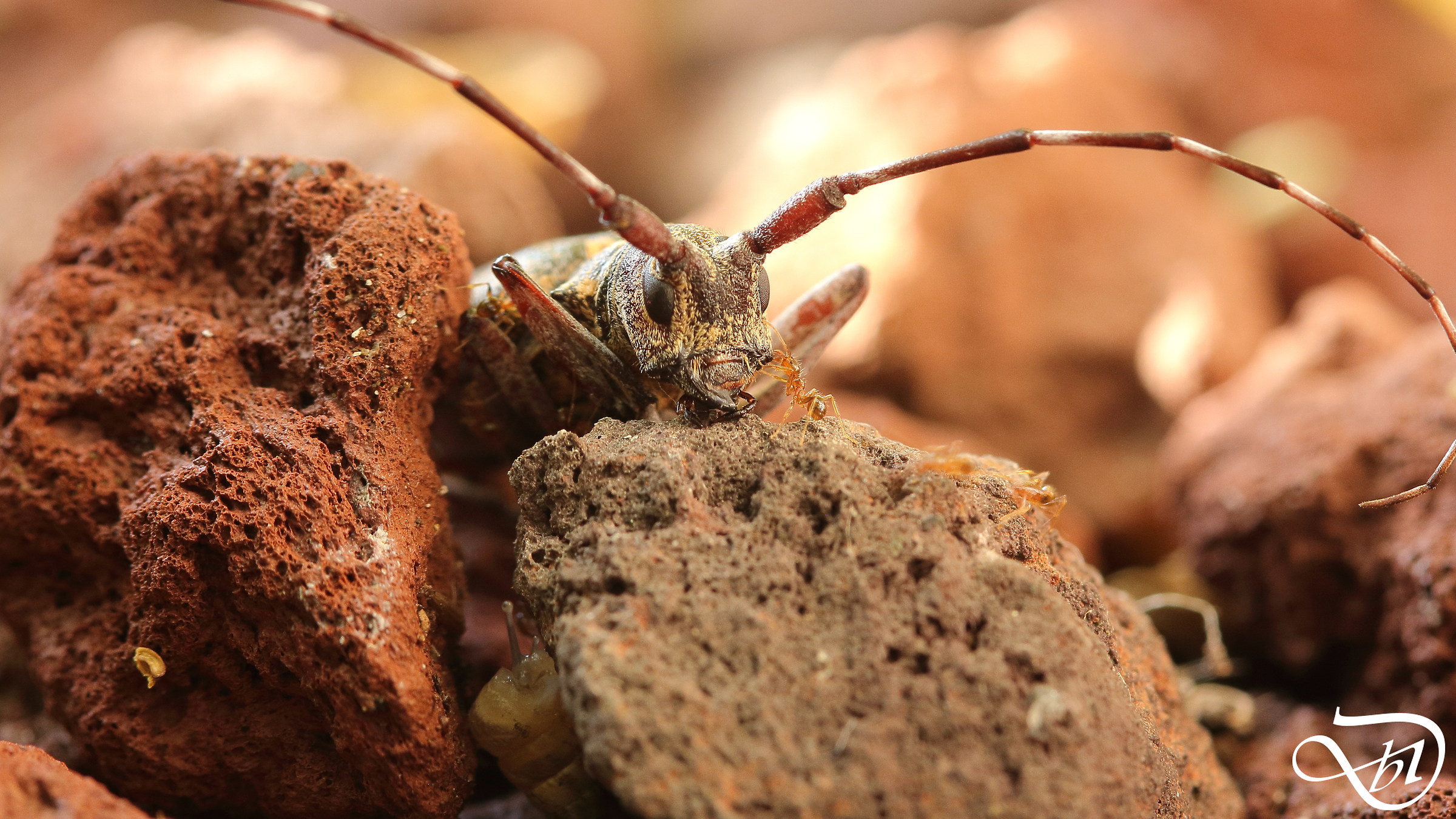 Fearless Ant and Lumachina curious