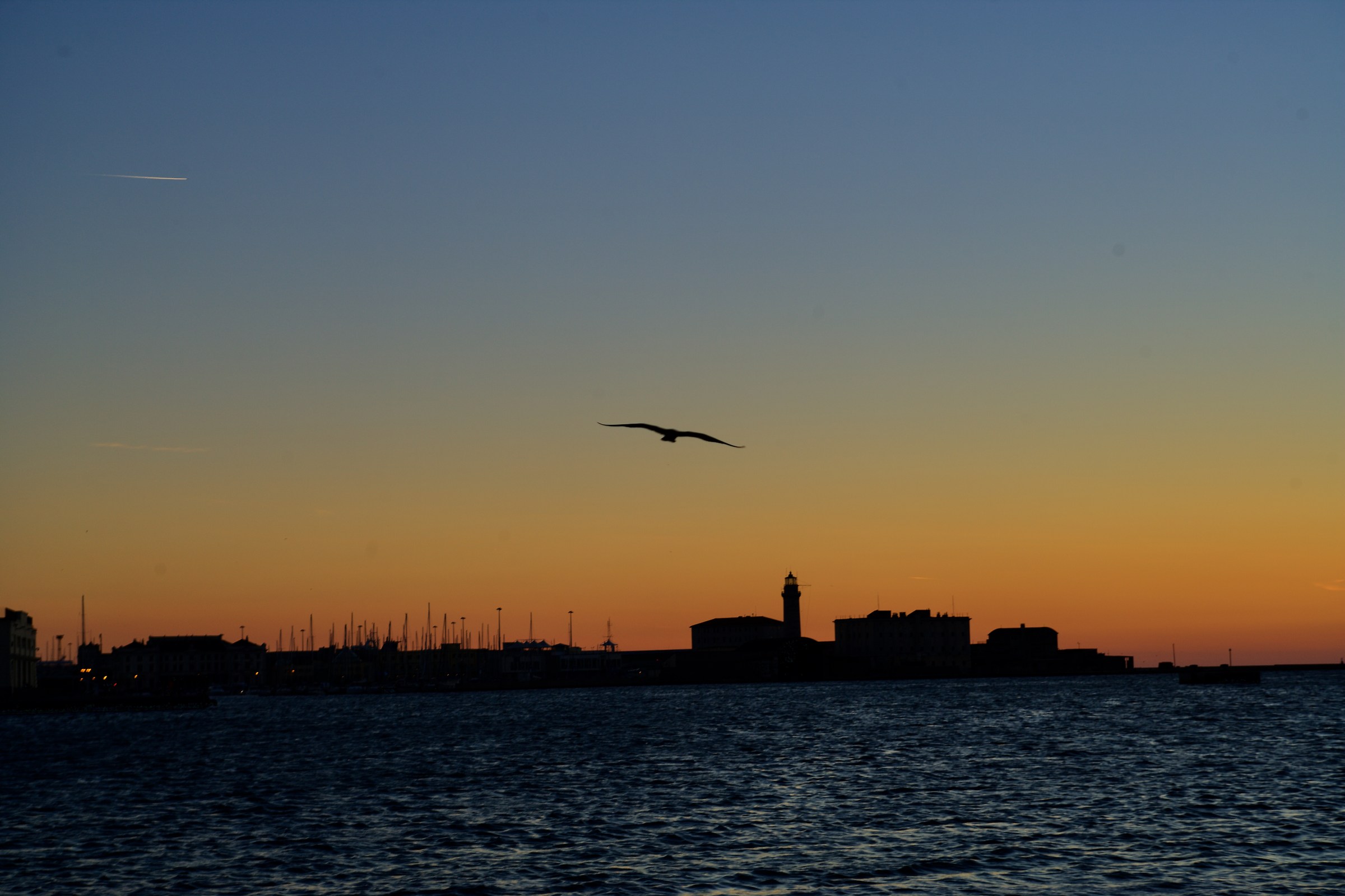 Jonathan Livingston Seagull